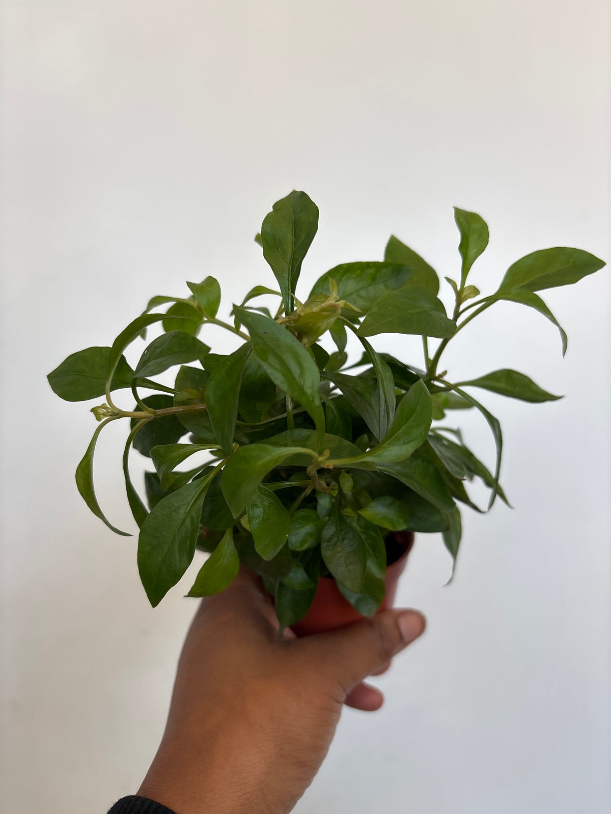 Alternanthera Green