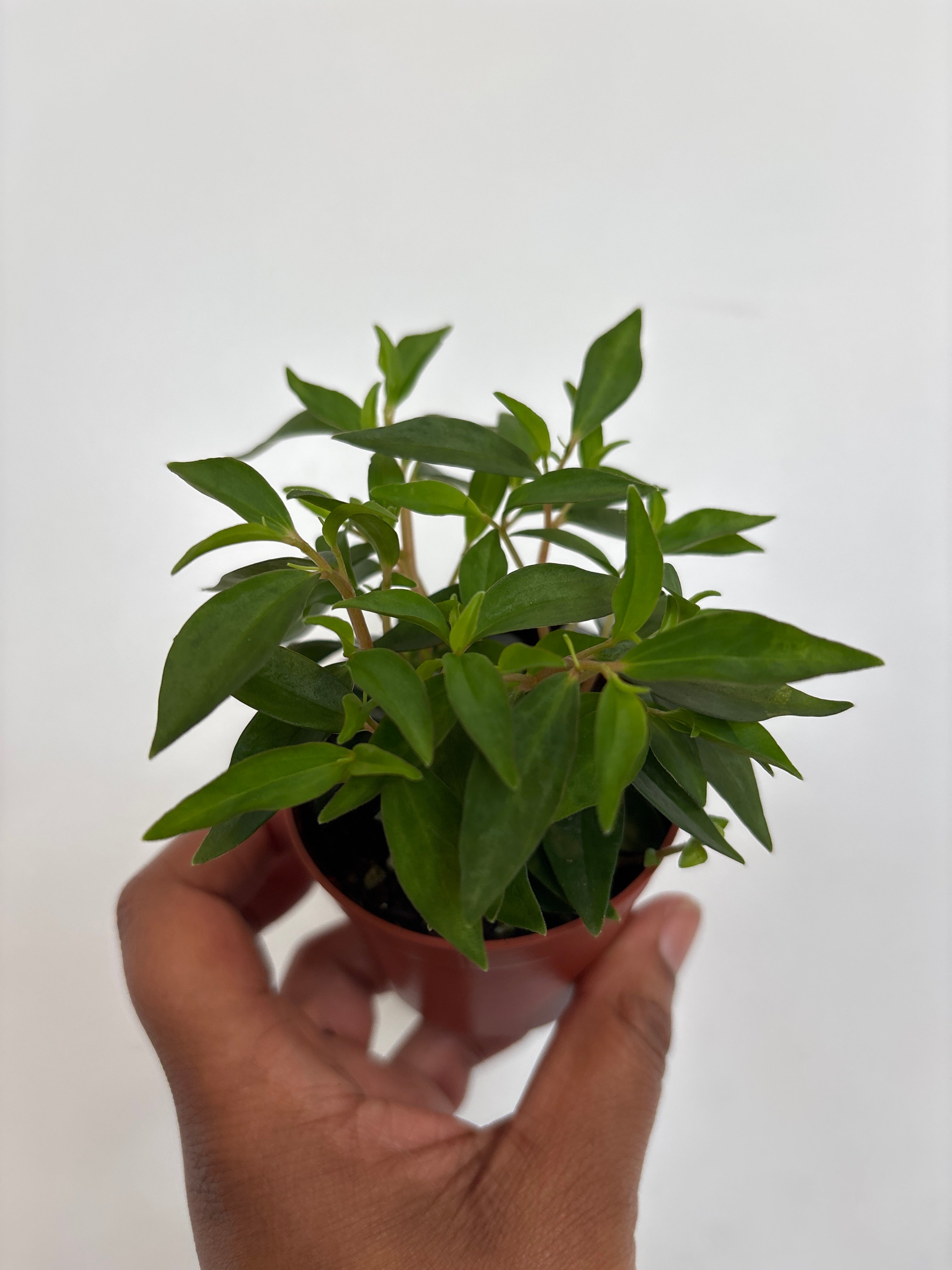 Peperomia Amigo Marcello