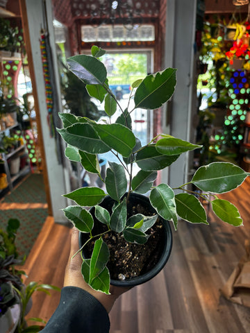 Ficus benjamina Variegata