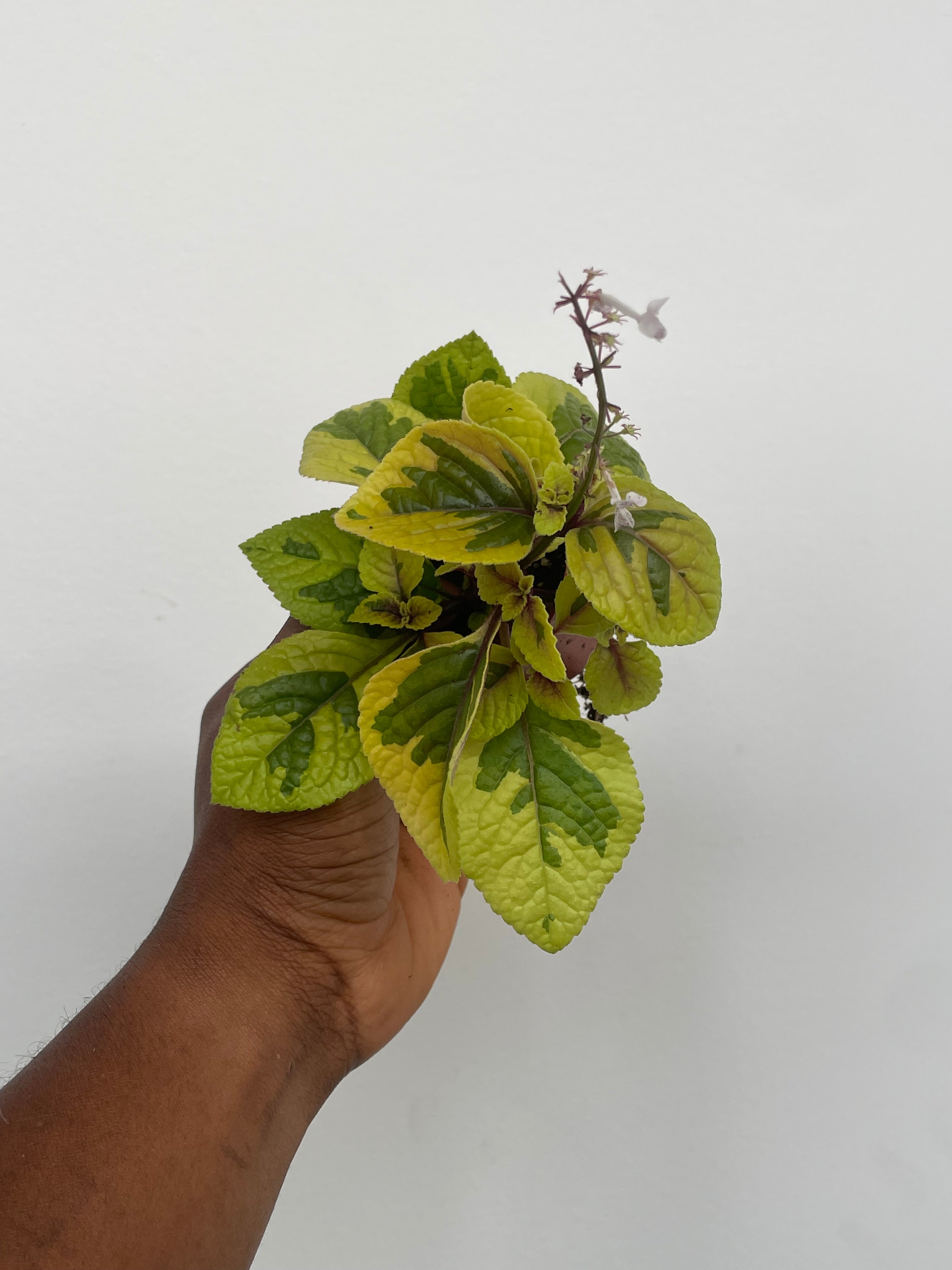 Plectranthus Troy Gold