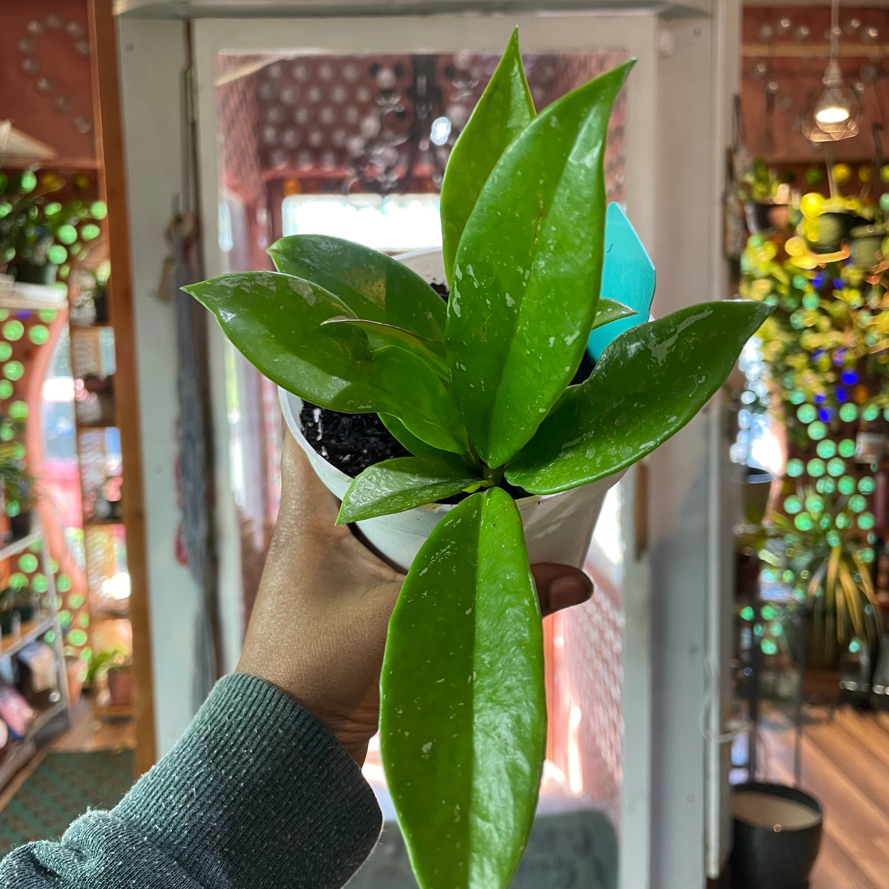 Hoya Pubicalyx