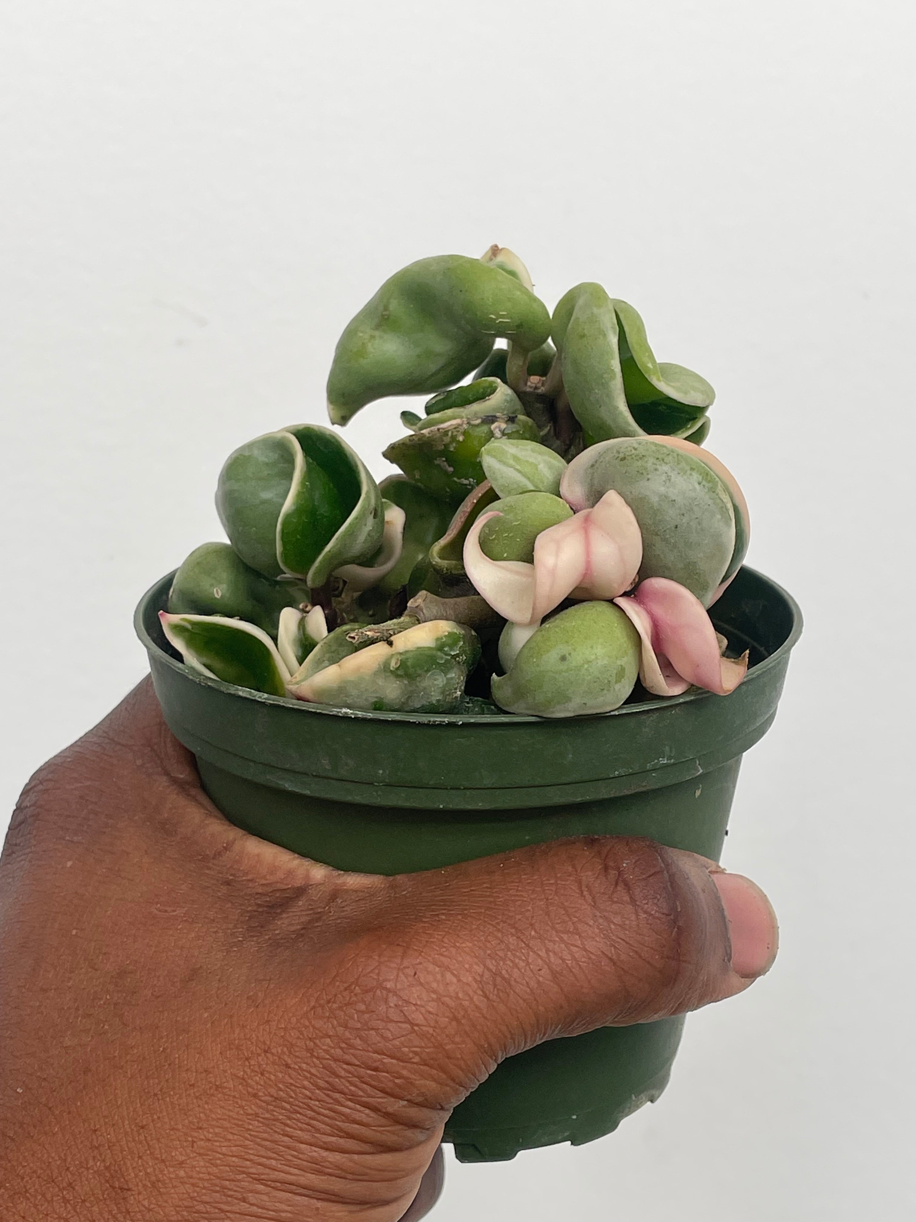 Hoya compacta variegata, Variegated Rope Hoya