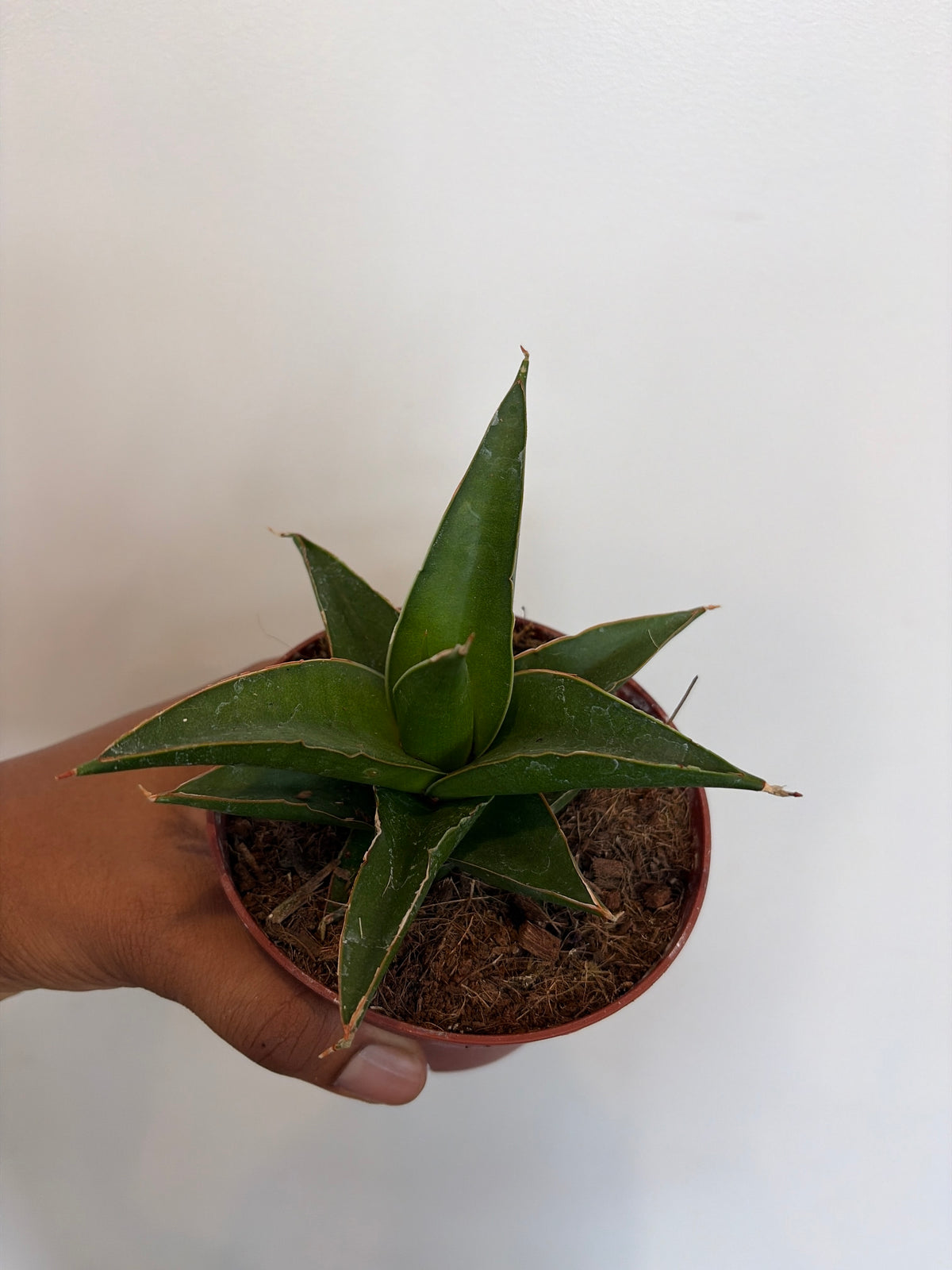 Sansevieria Tower Blue