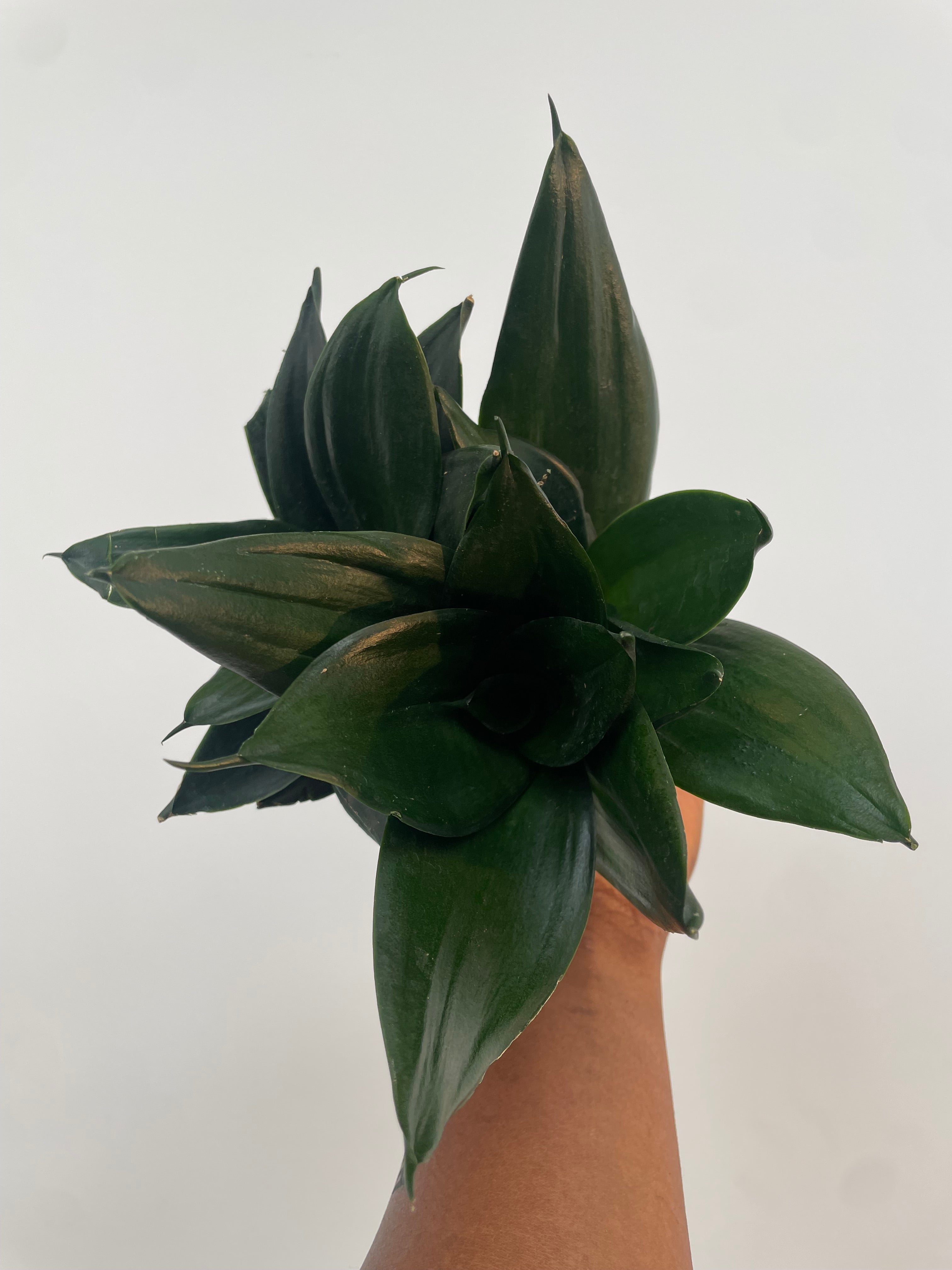 Sansevieria hahnii Jade Star