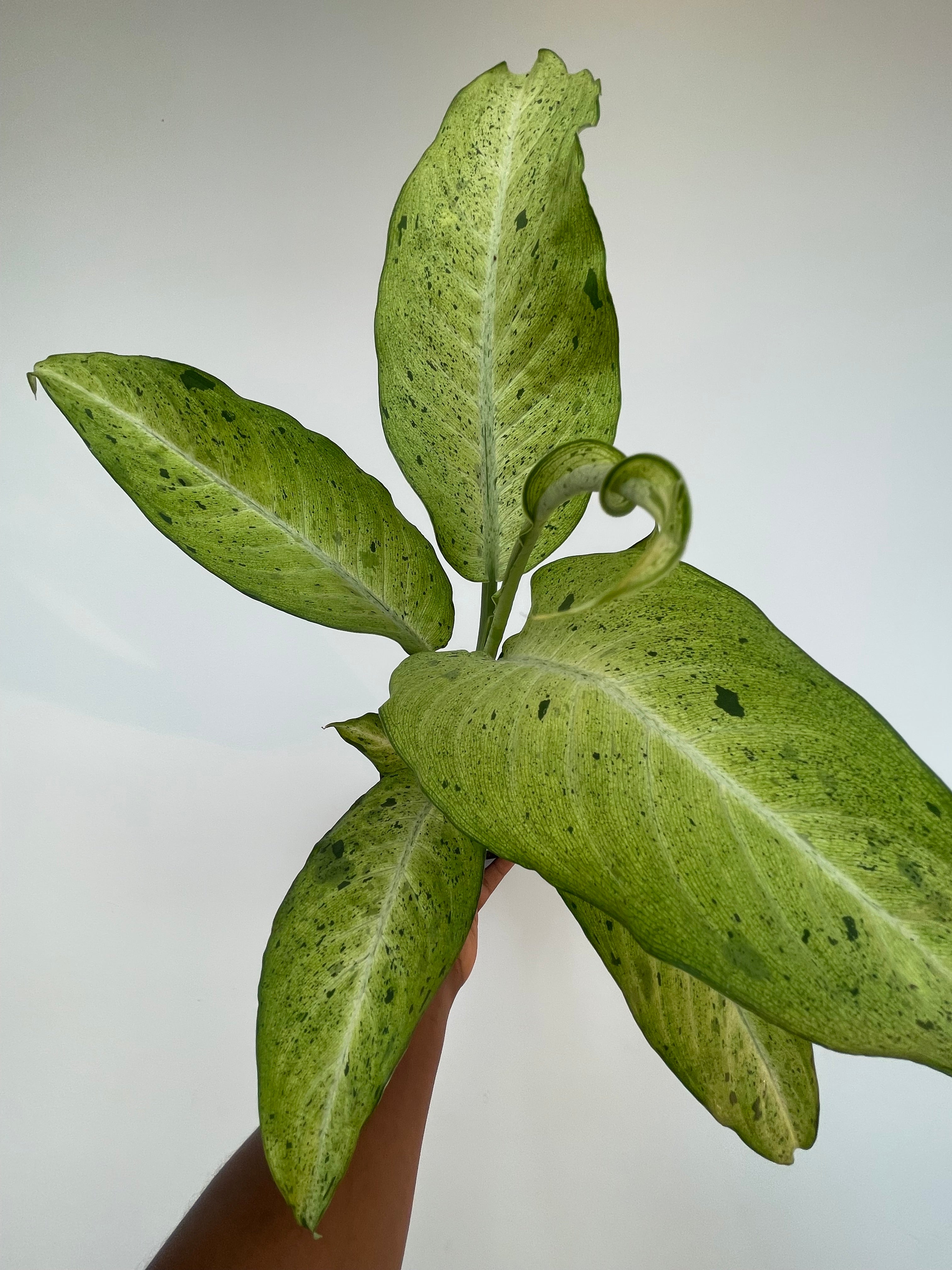 Dieffenbachia Camouflage