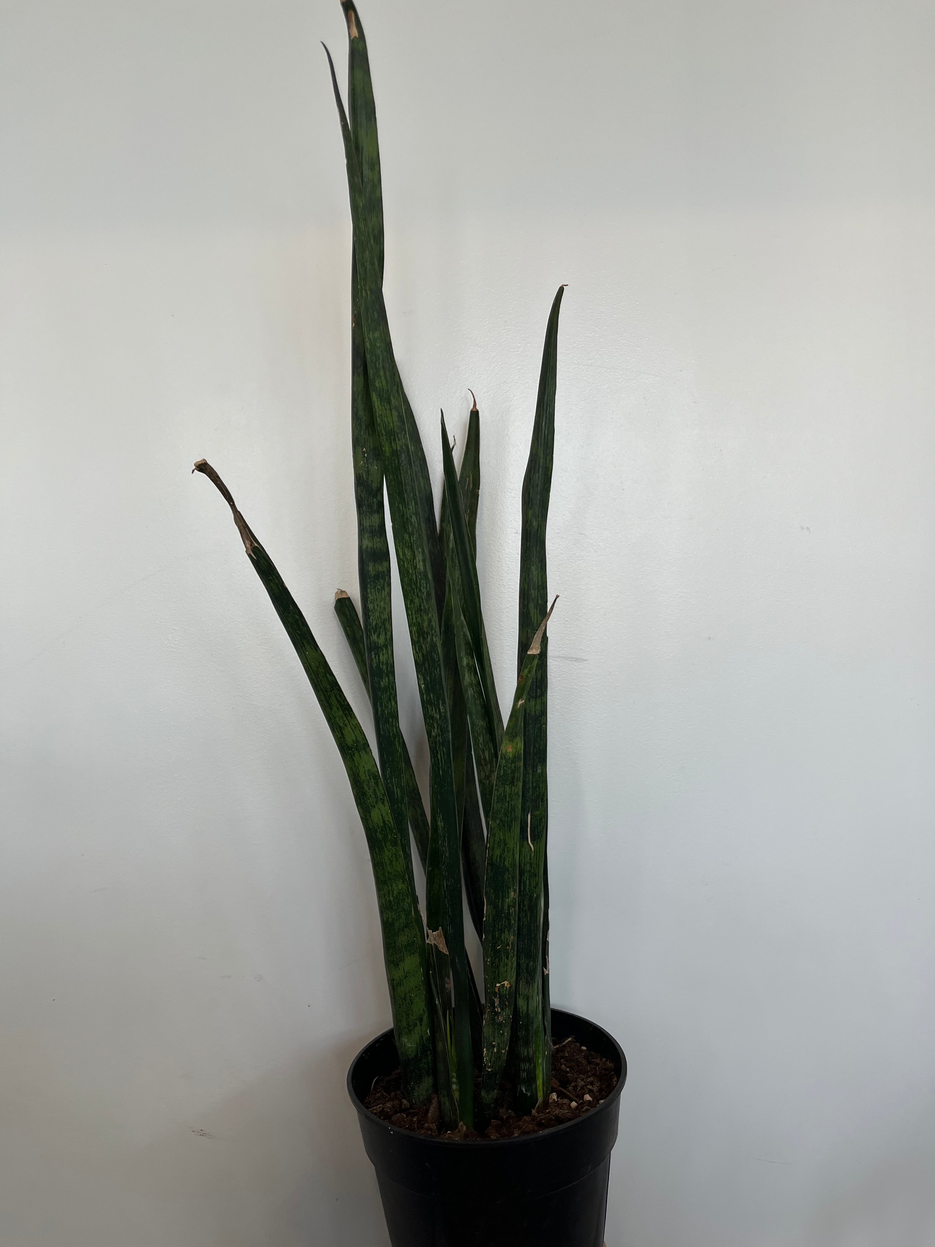 Sansevieria Snake Skin