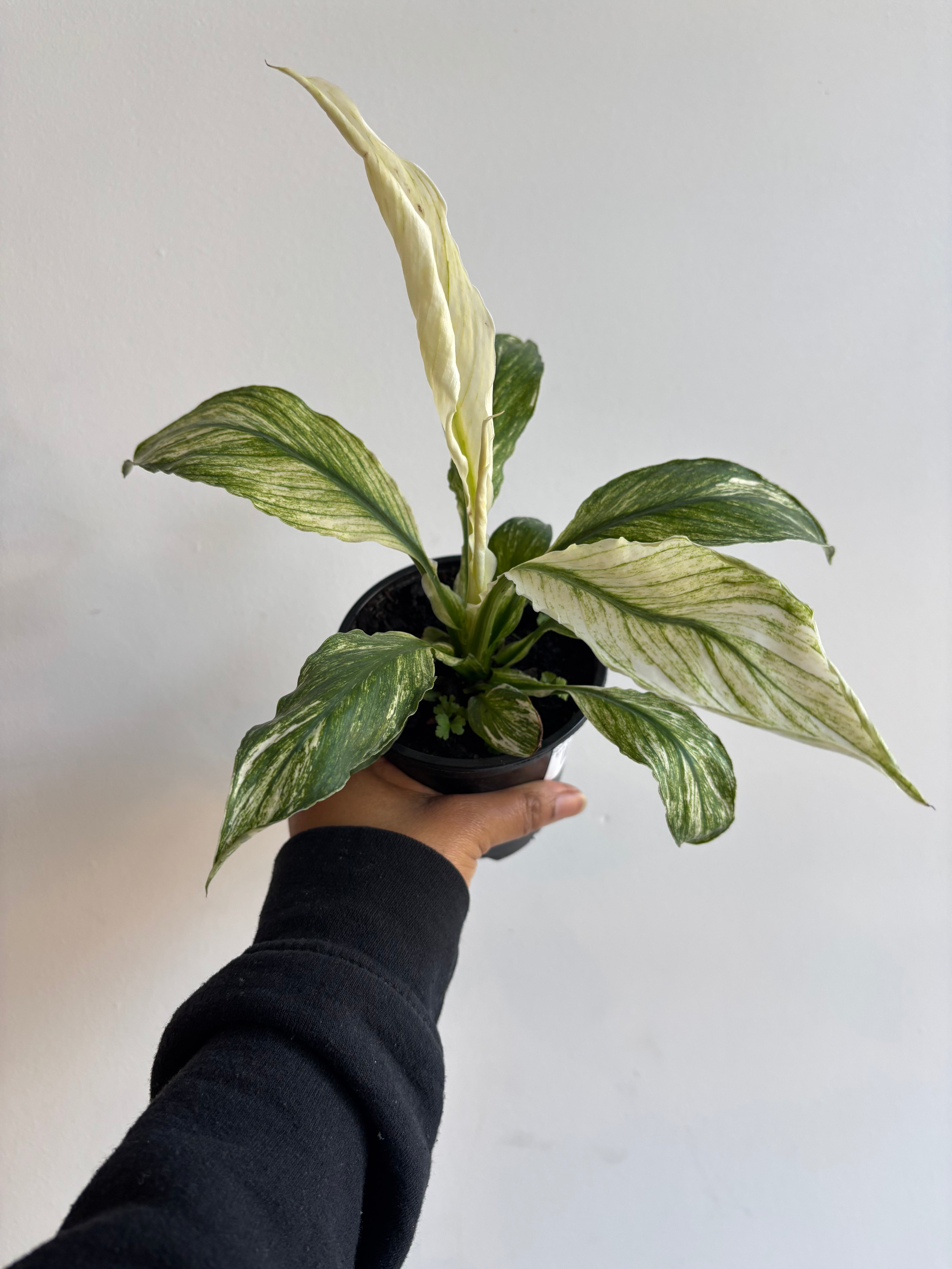 Spathiphyllum Sensation