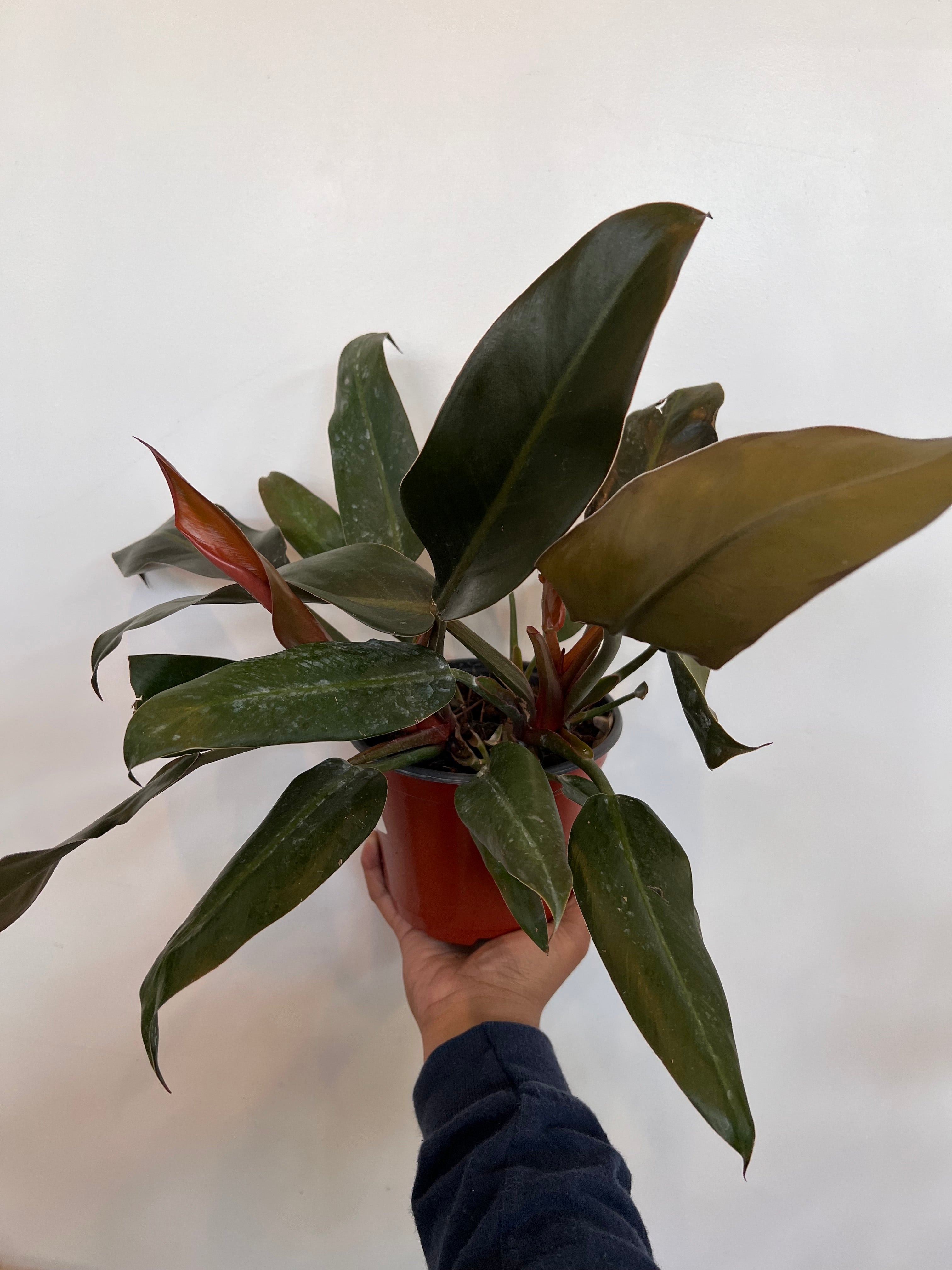Philodendron Erubenscens, Red Emerald