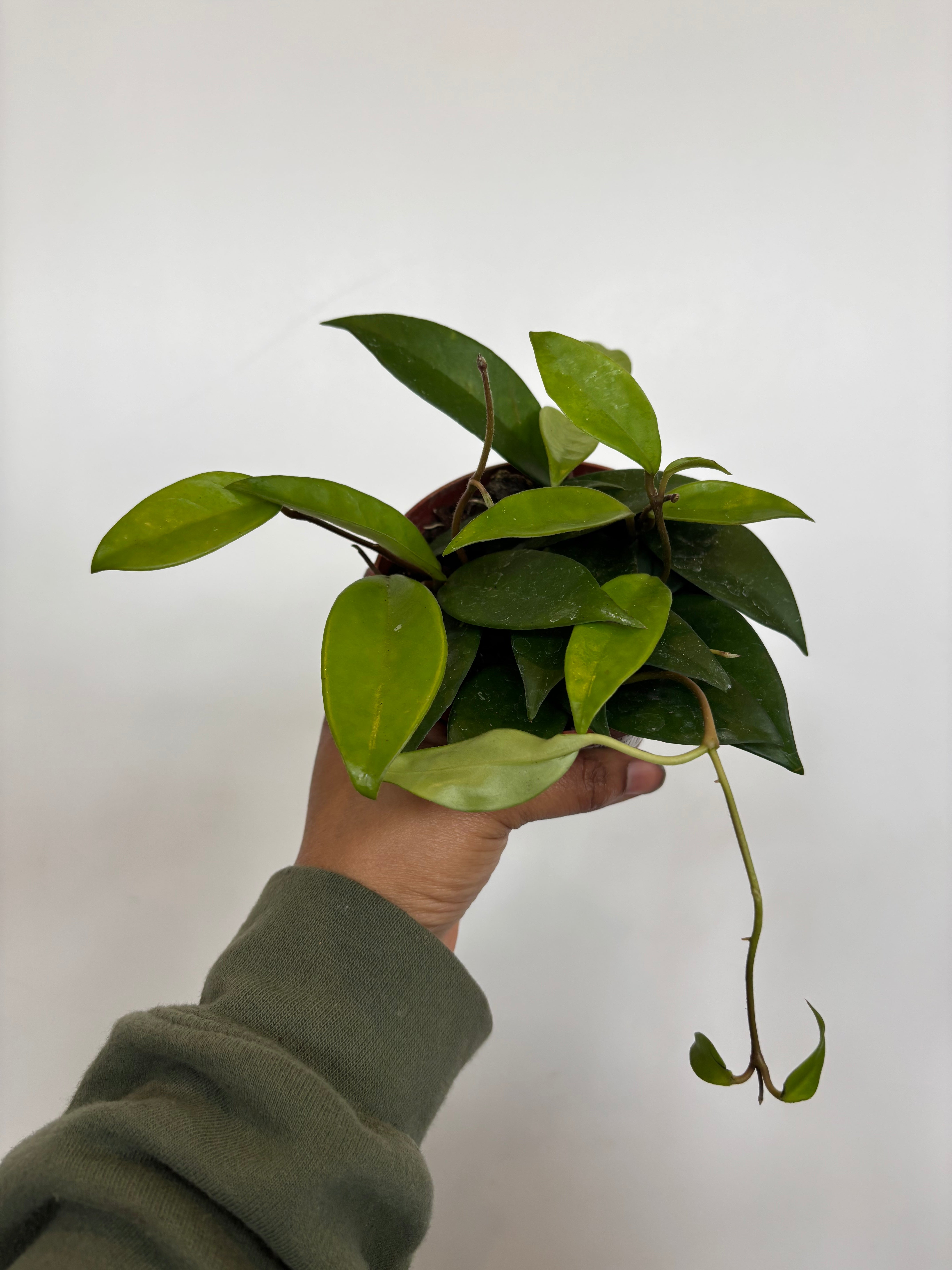 Hoya Chouke