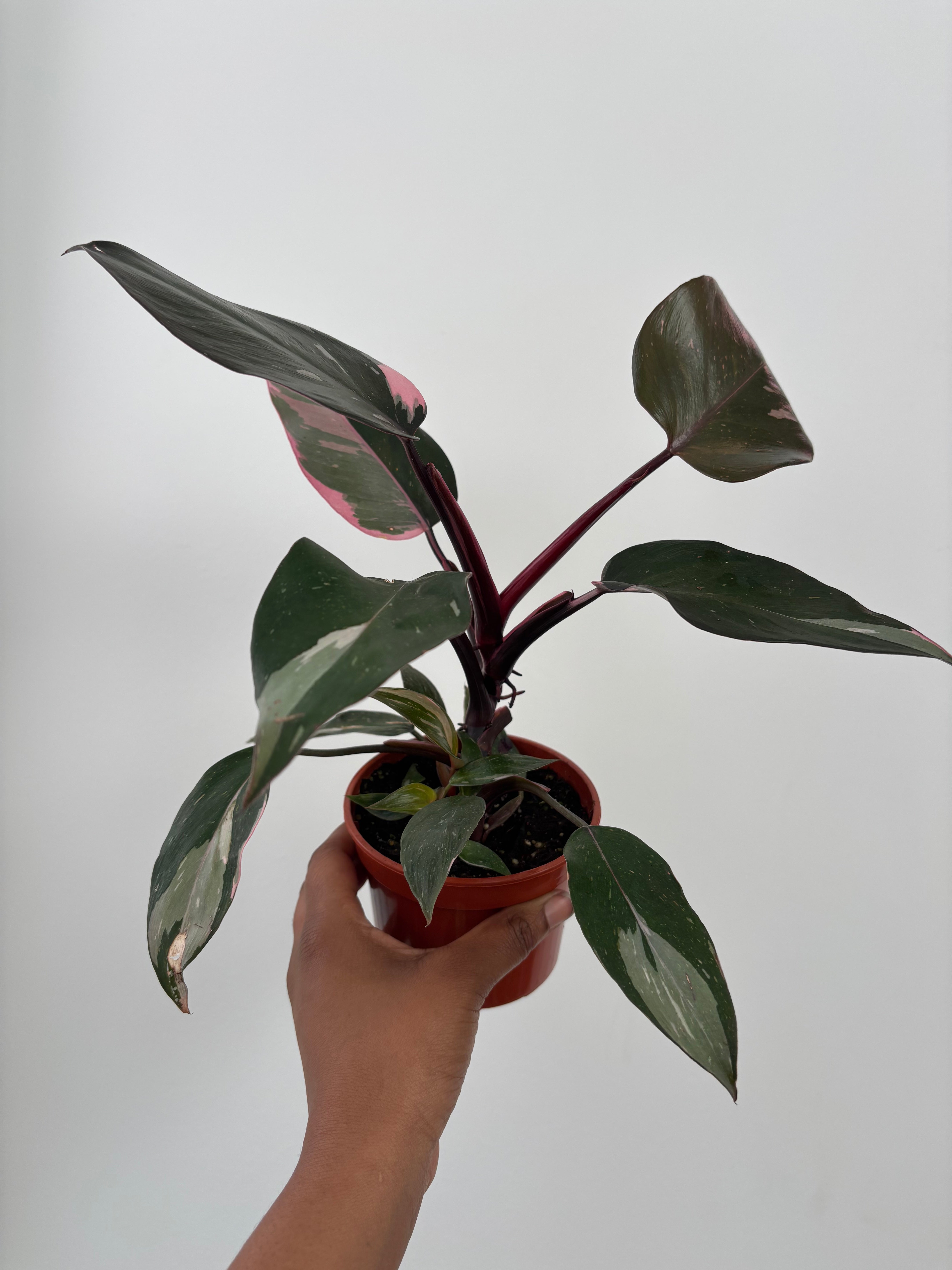 Pink Princess Philodendron Marble