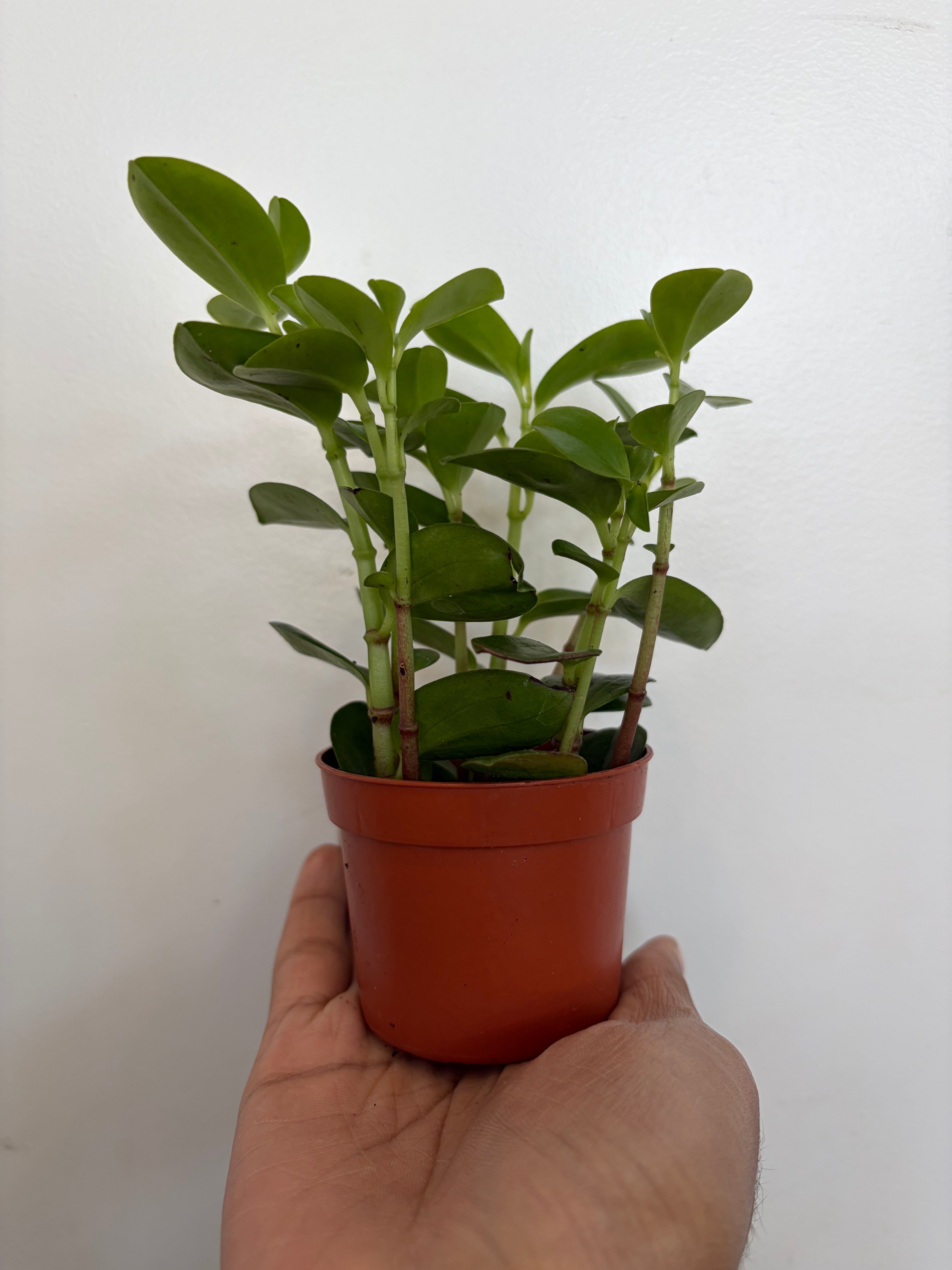 Peperomia Bamboo Stalks