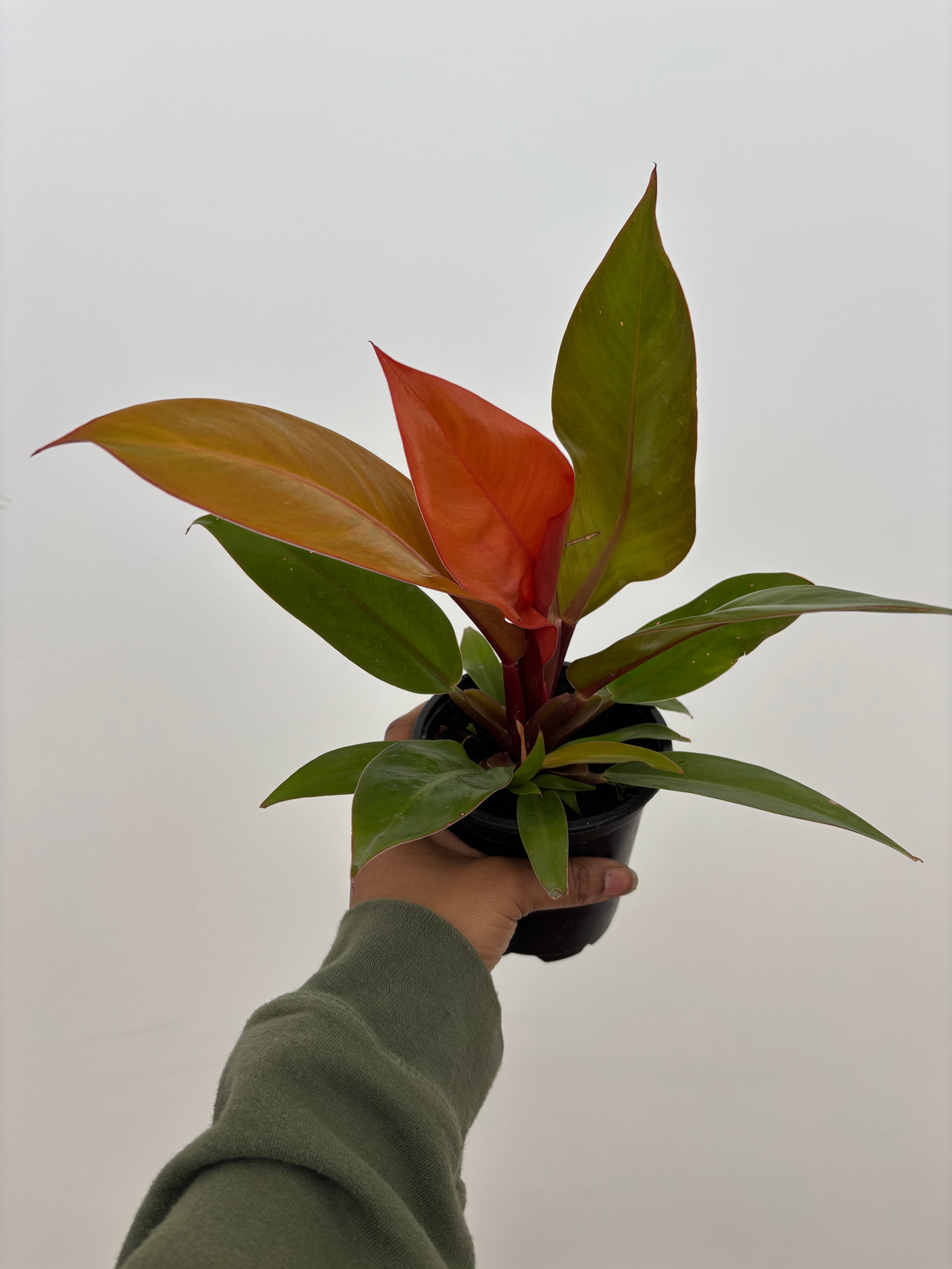 prince of red philodendron Philodendron Prince of Orange