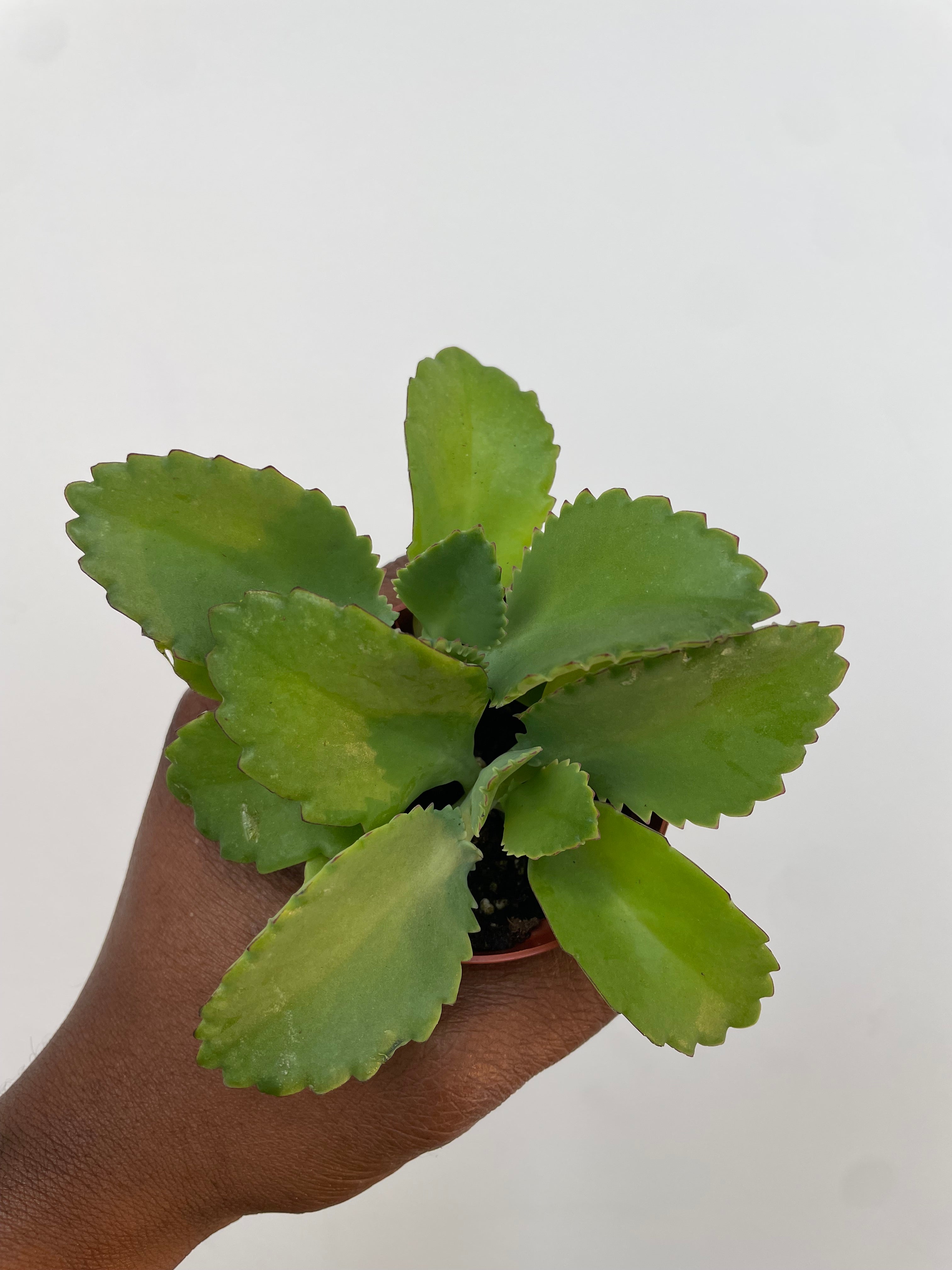 Kalanchoe Daigremontiana