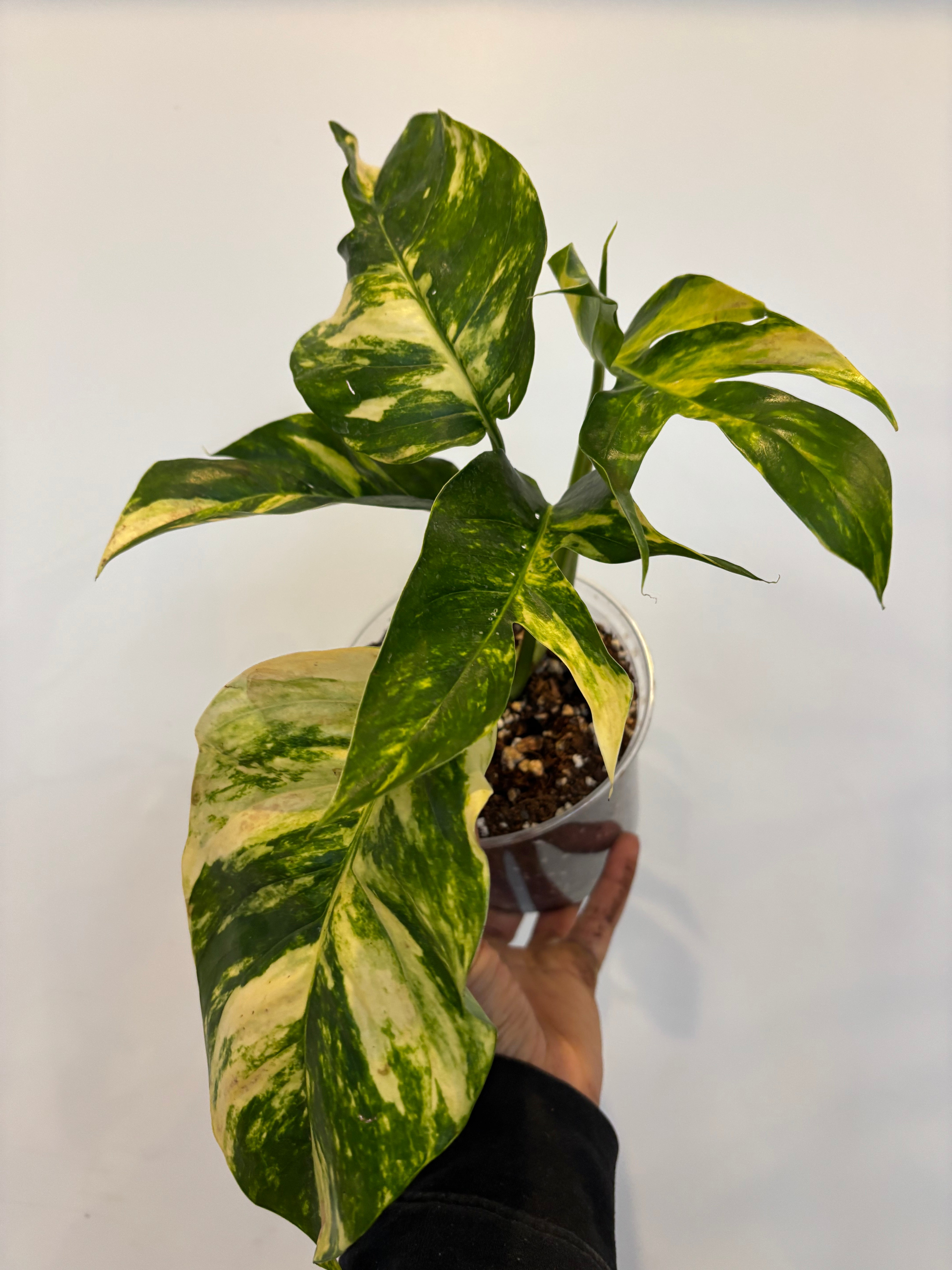 Epipremnum Pinnatum Yellow Flame