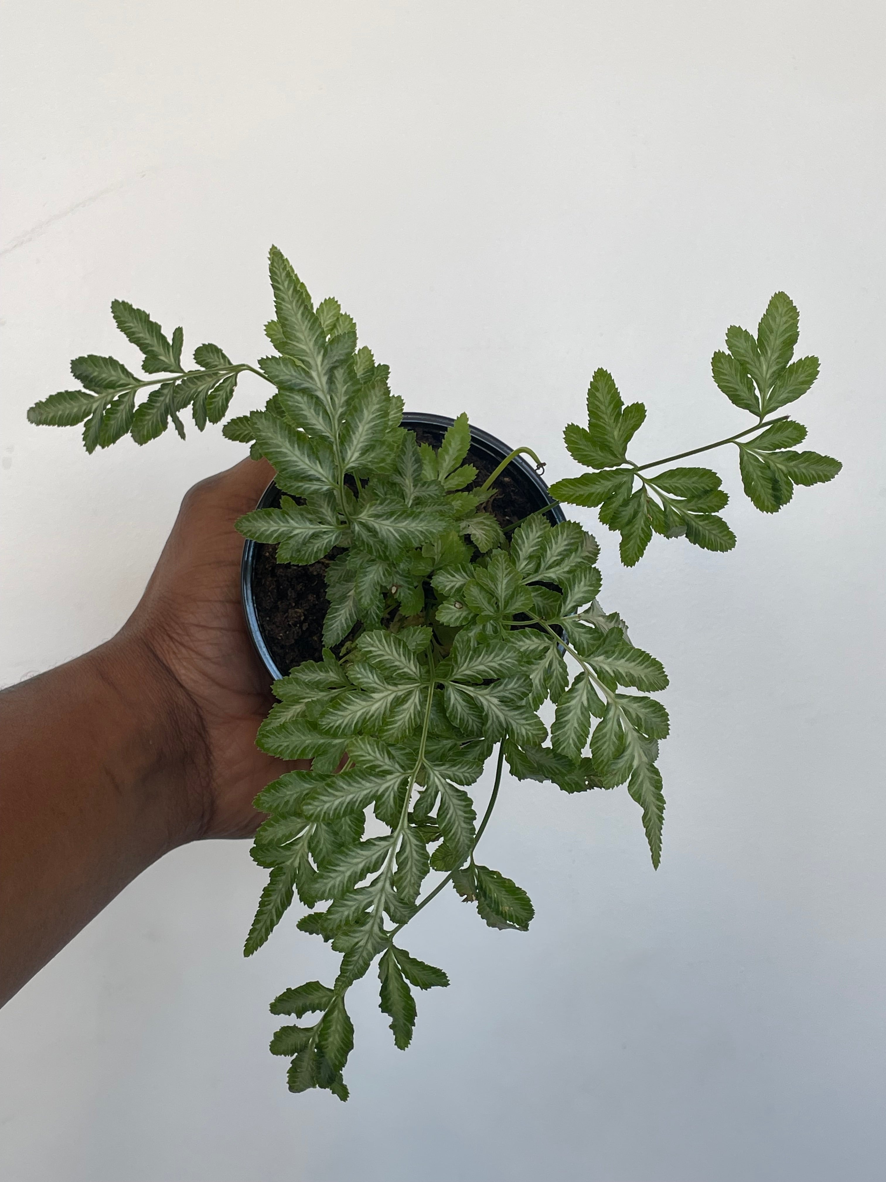 Silver Lace Fern