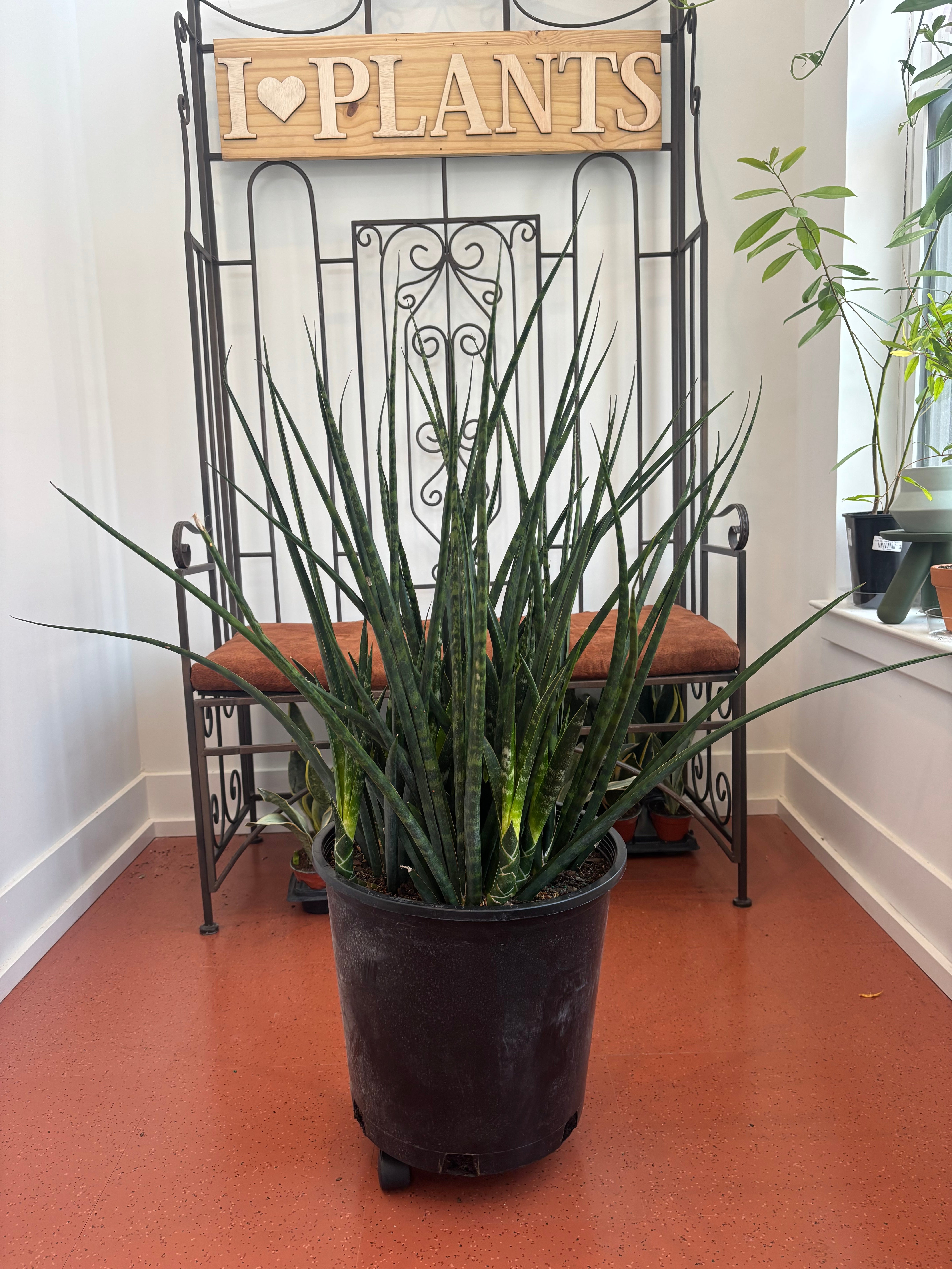 sansevieria fernwood snake plant Sansevieria Fernwood Mikado – Plant and People