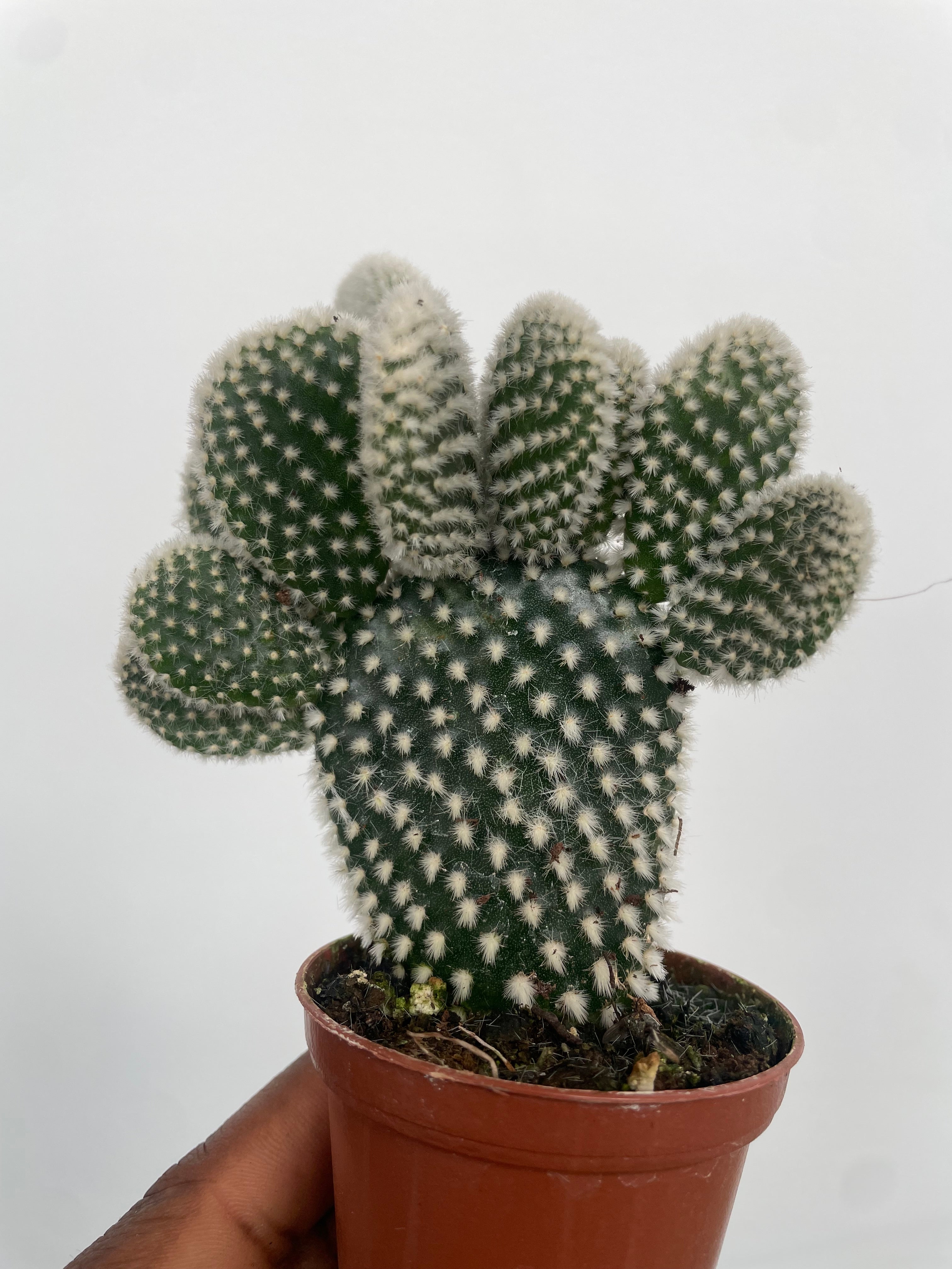 Ear bunny cactus, opuntia microdasys