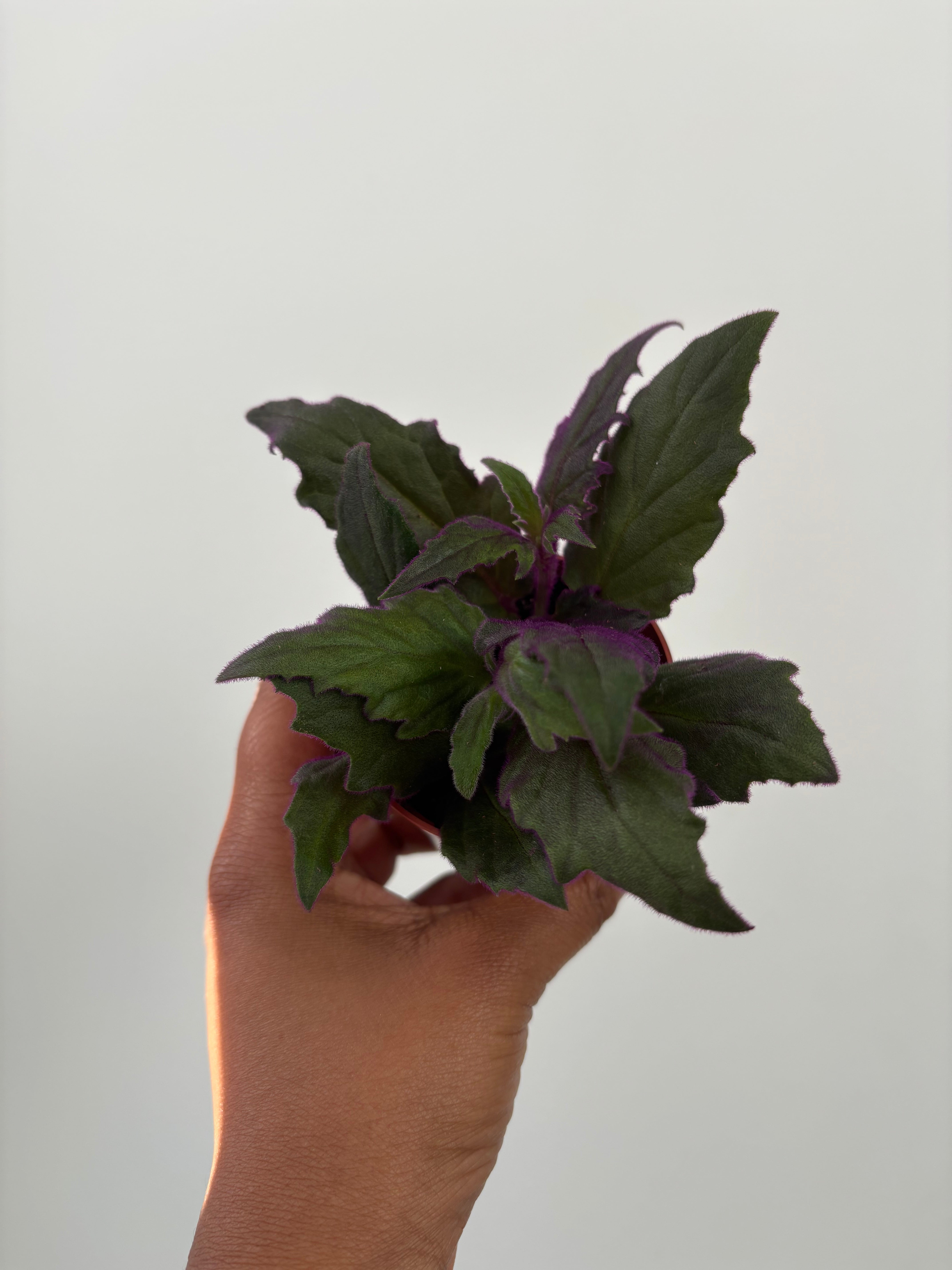 Gynura Auranticia Purple Passion