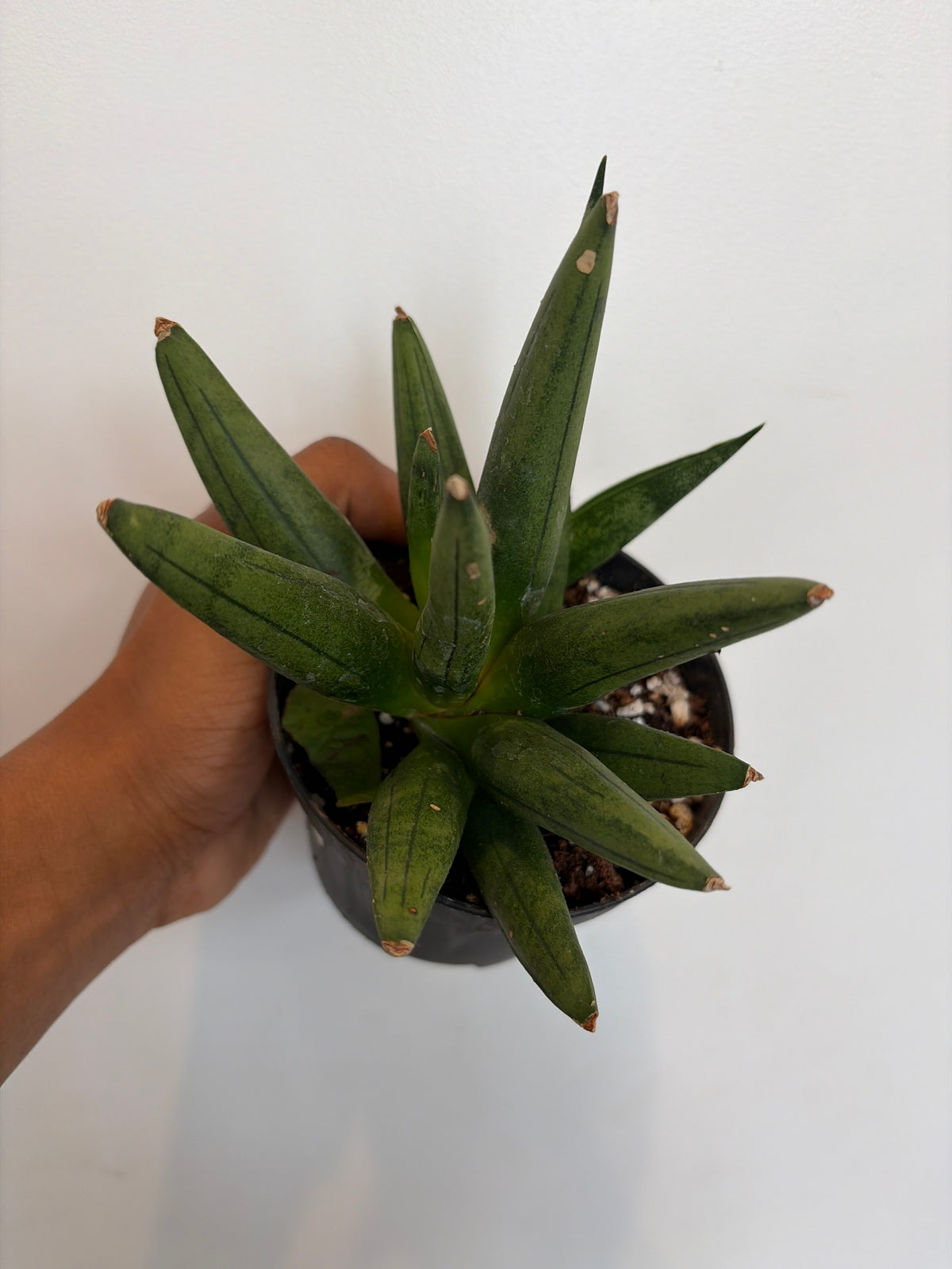 Sansevieria Hedgehog
