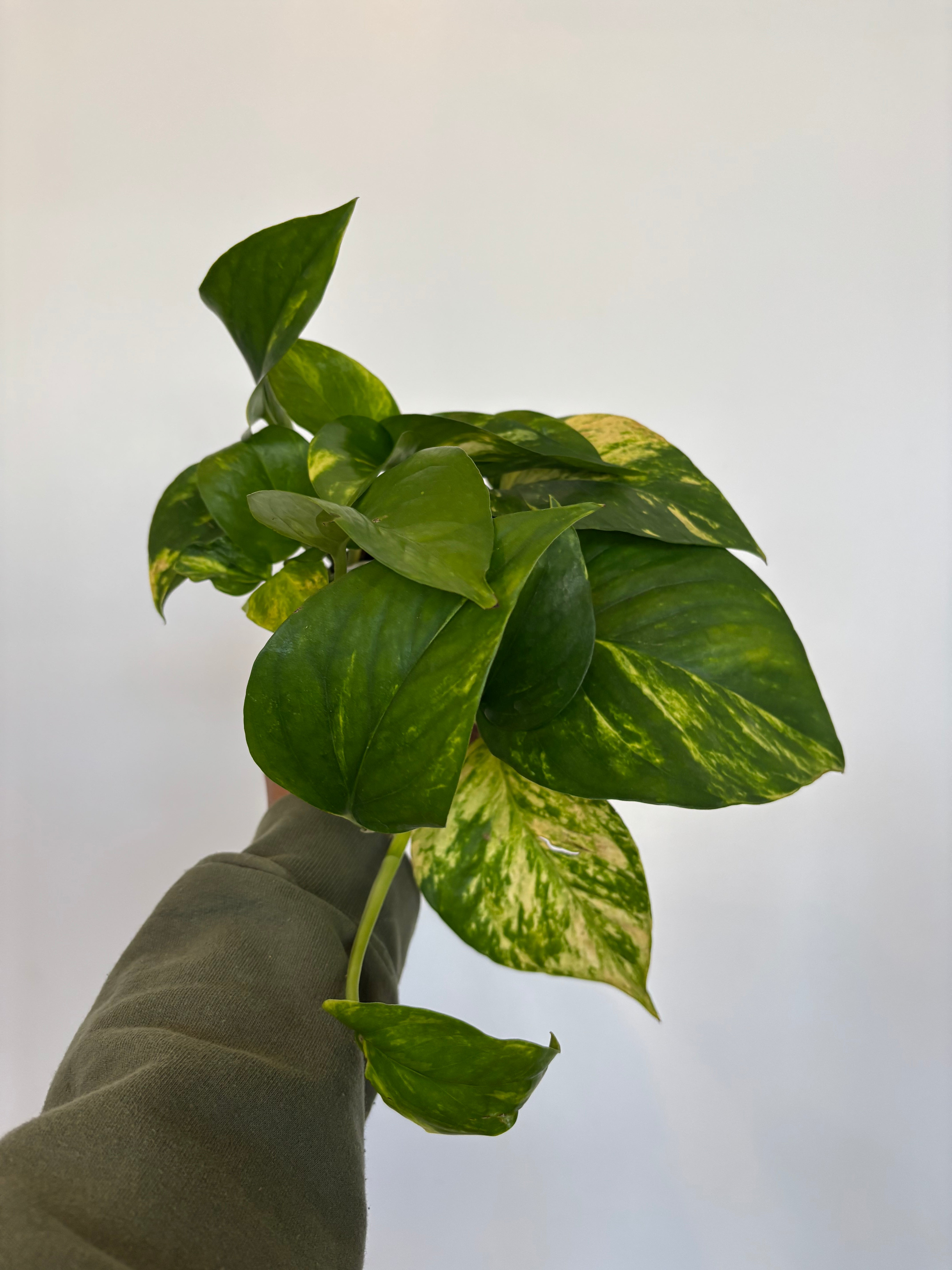Golden Pothos Epipremnum Aureum