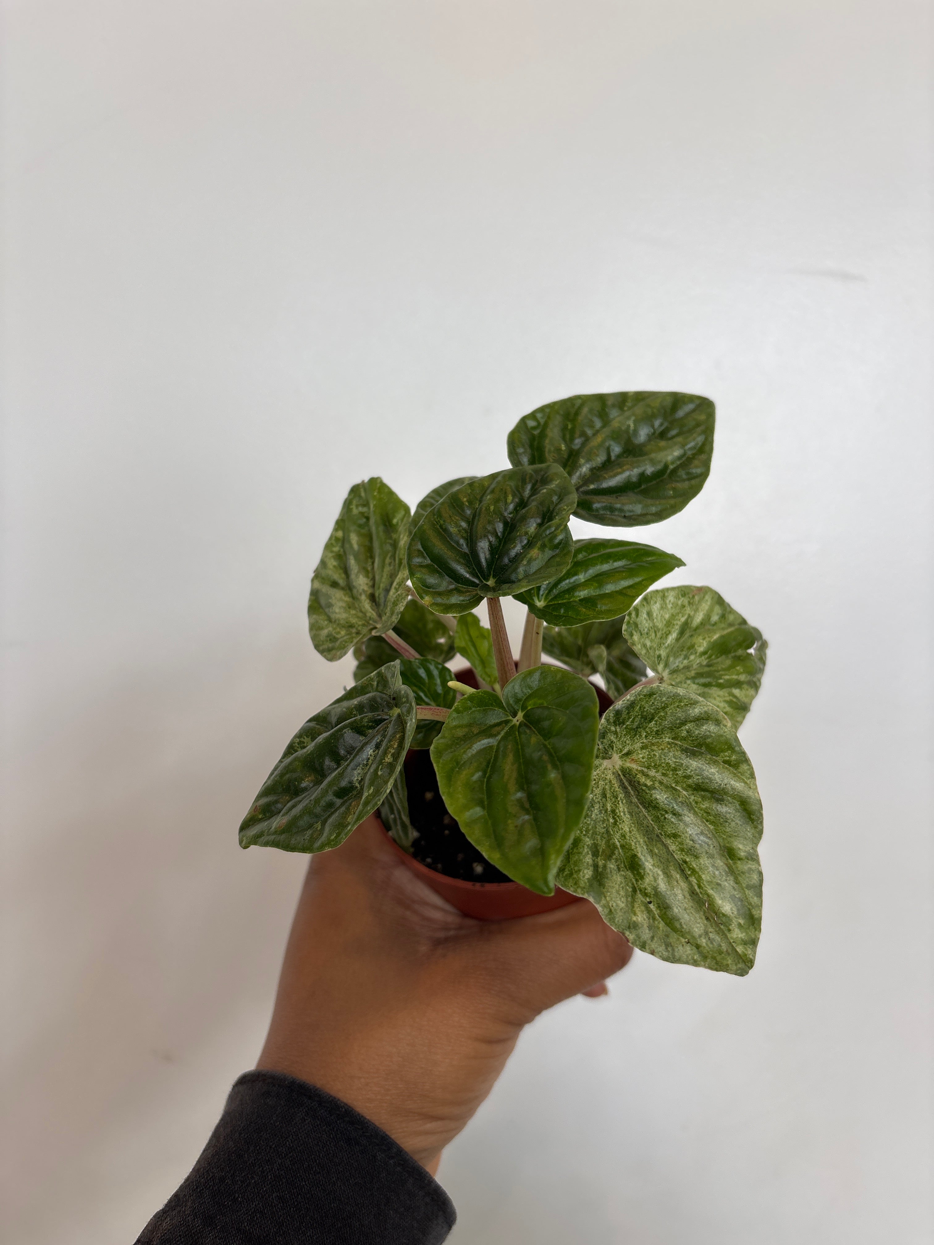 Peperomia Carpeta Buenos Aires
