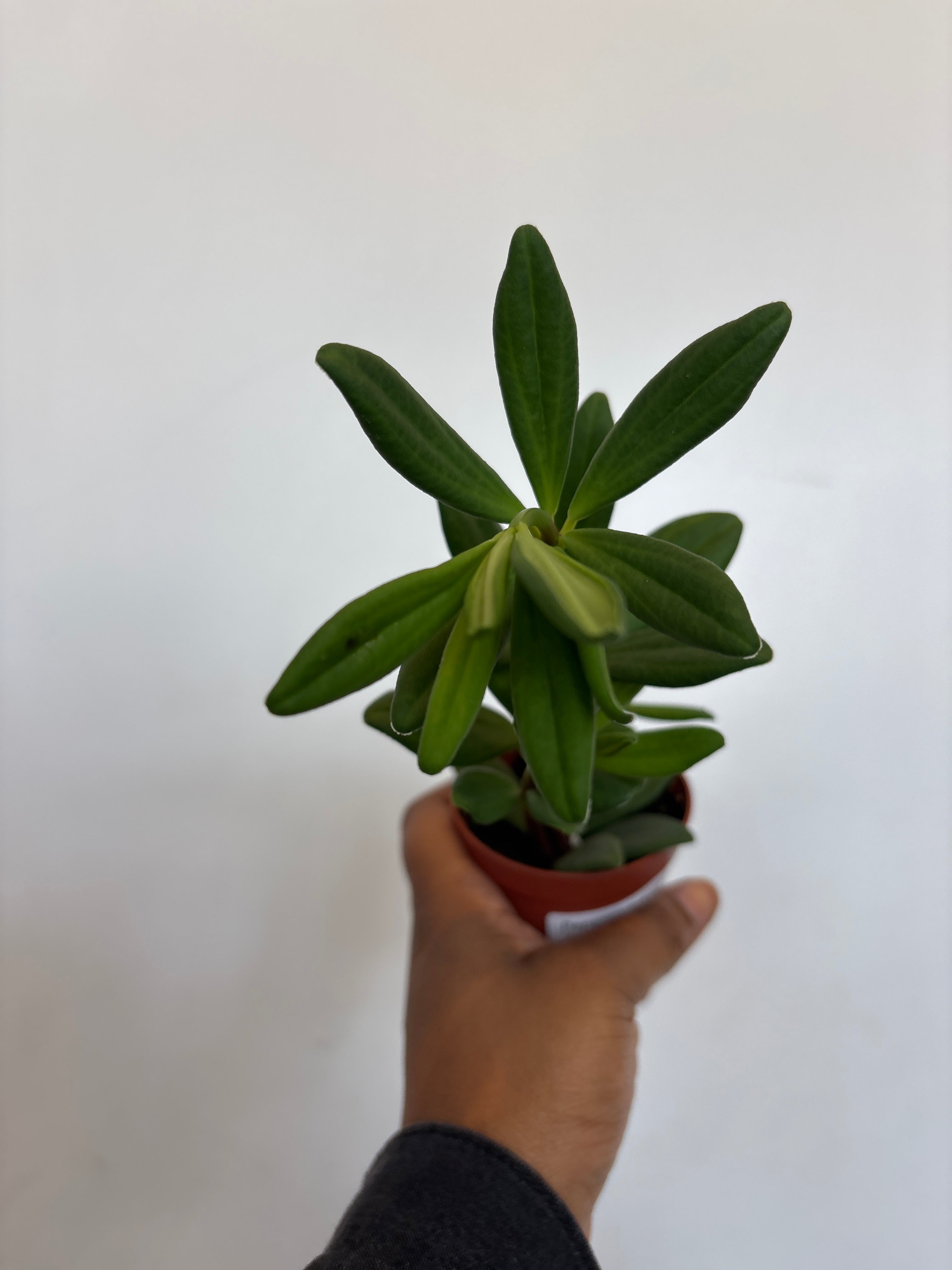 Peperomia Kimnachii