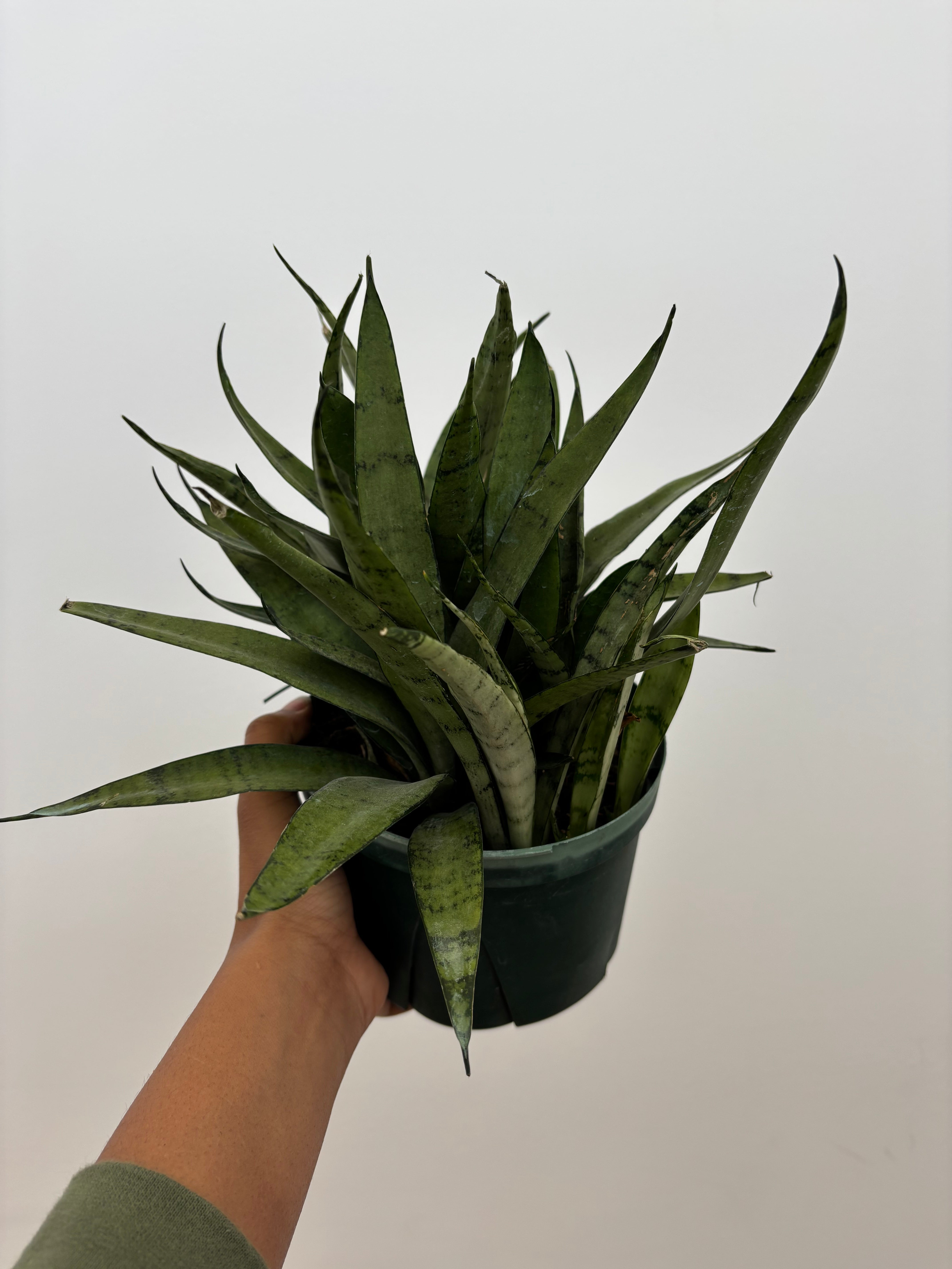 Sansevieria Silver Streak