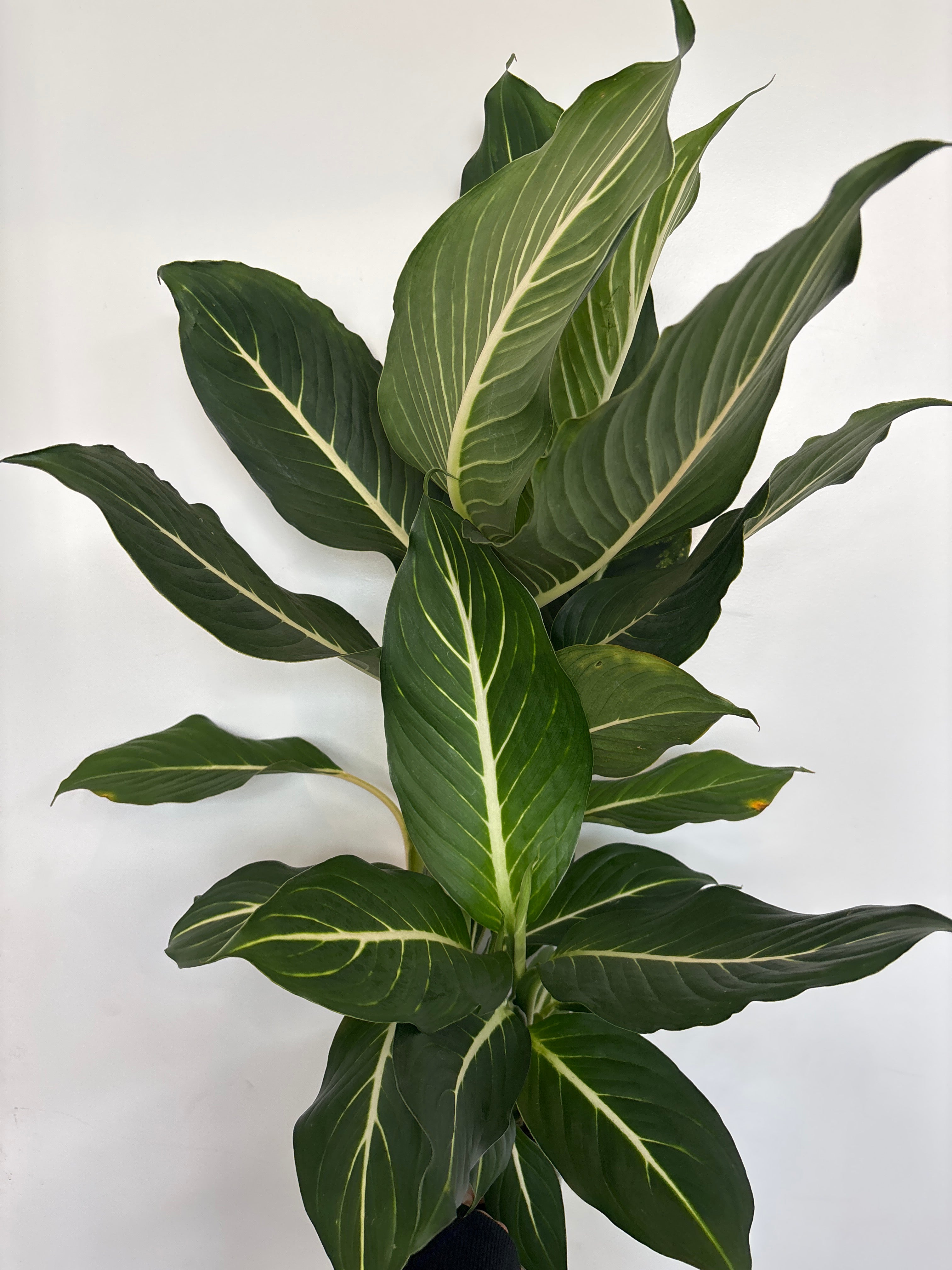 Dieffenbachia Sterling