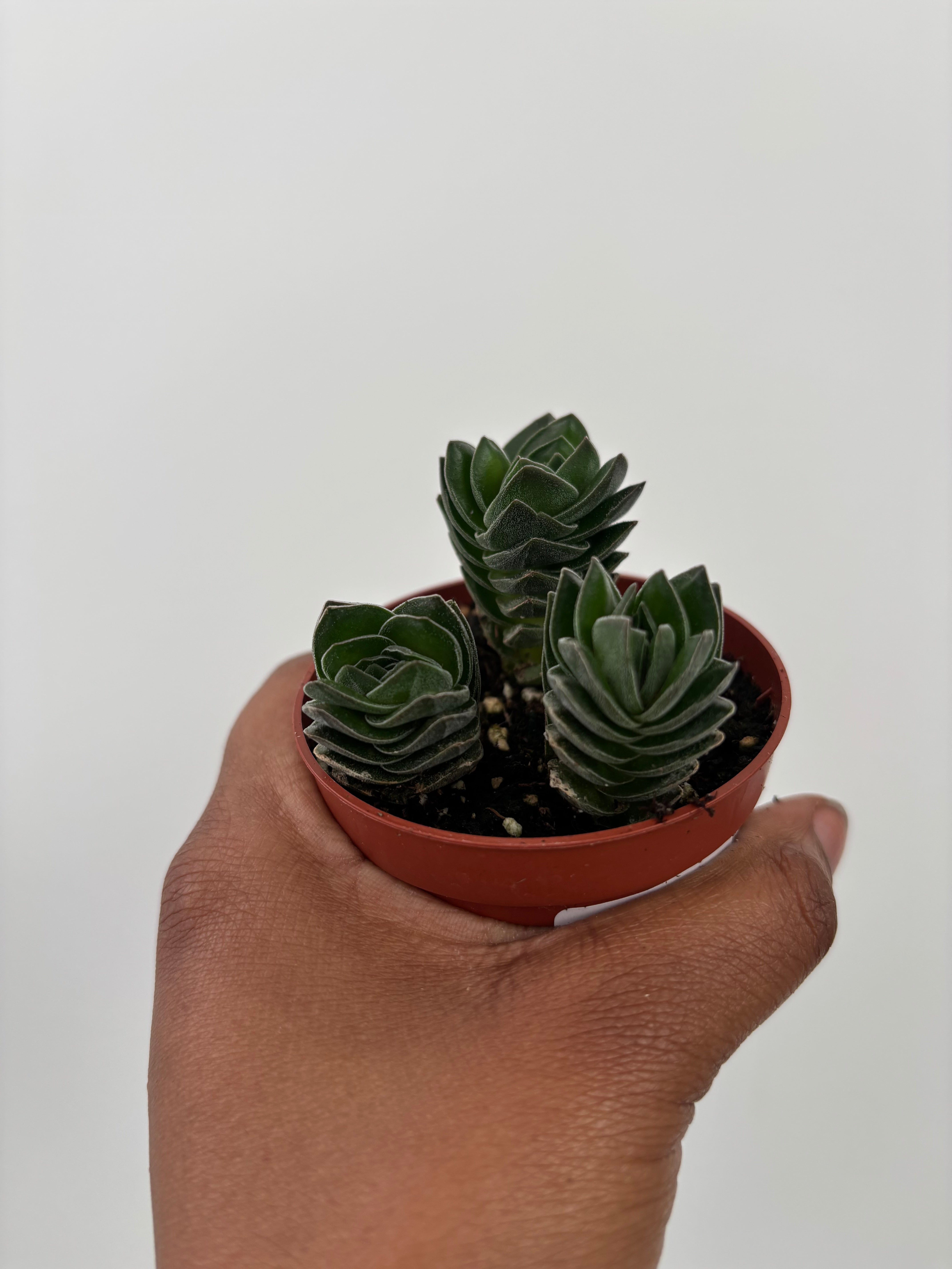 crassula buddha temple succulent Crassula Pyramidalis, Buddha Temple – Plant and People