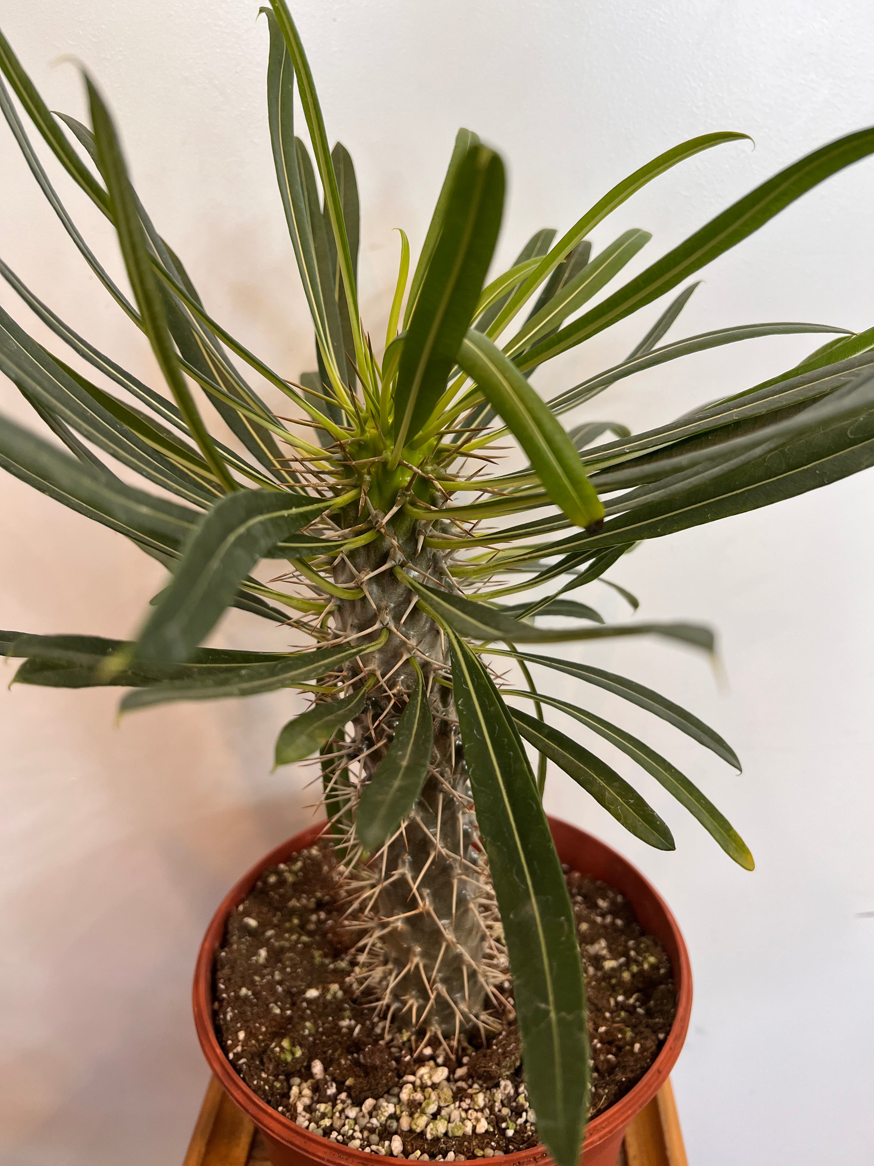 Madagascar Palm