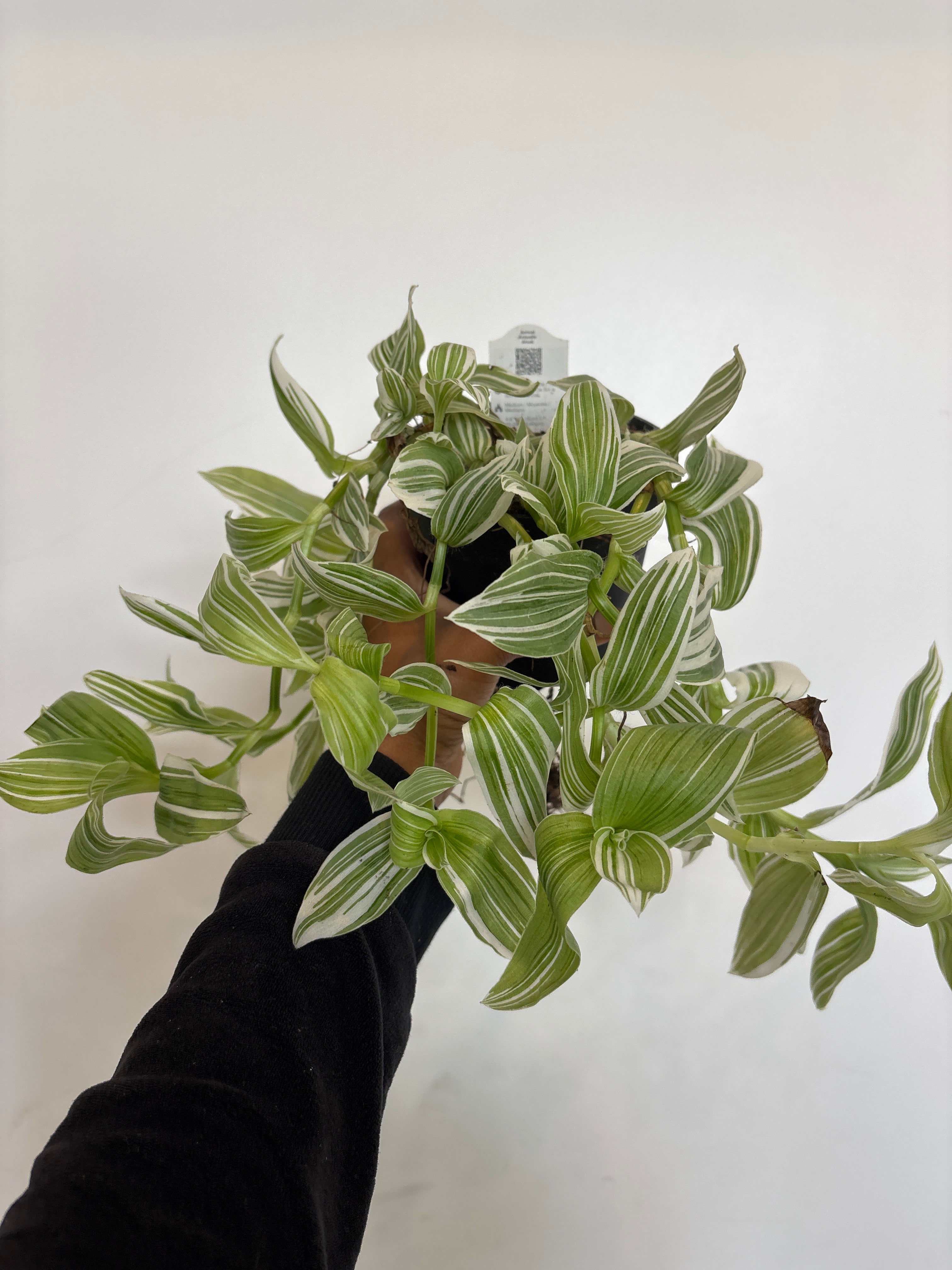 Tradescantia Pistachio White