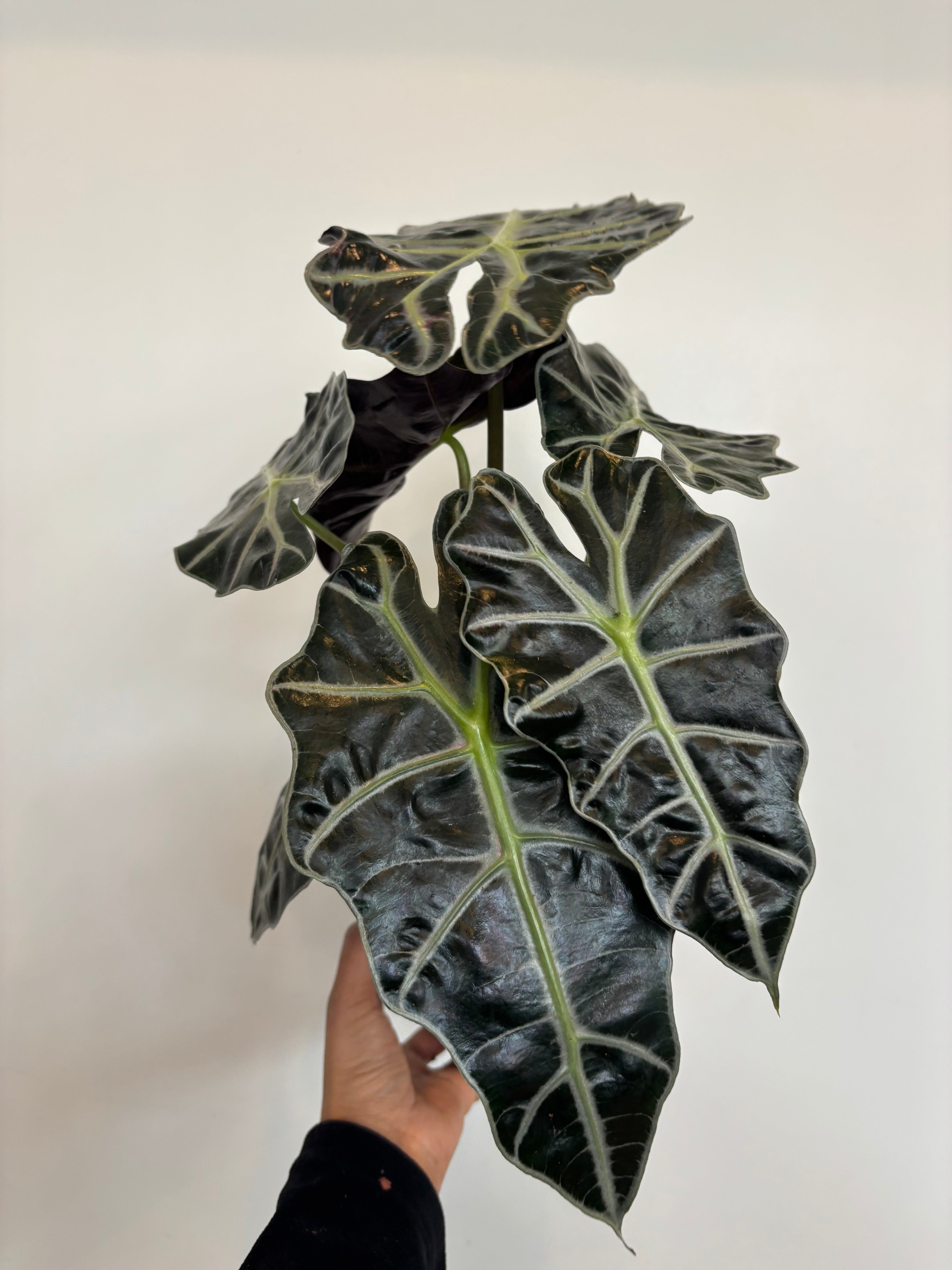 Alocasia Amazonica