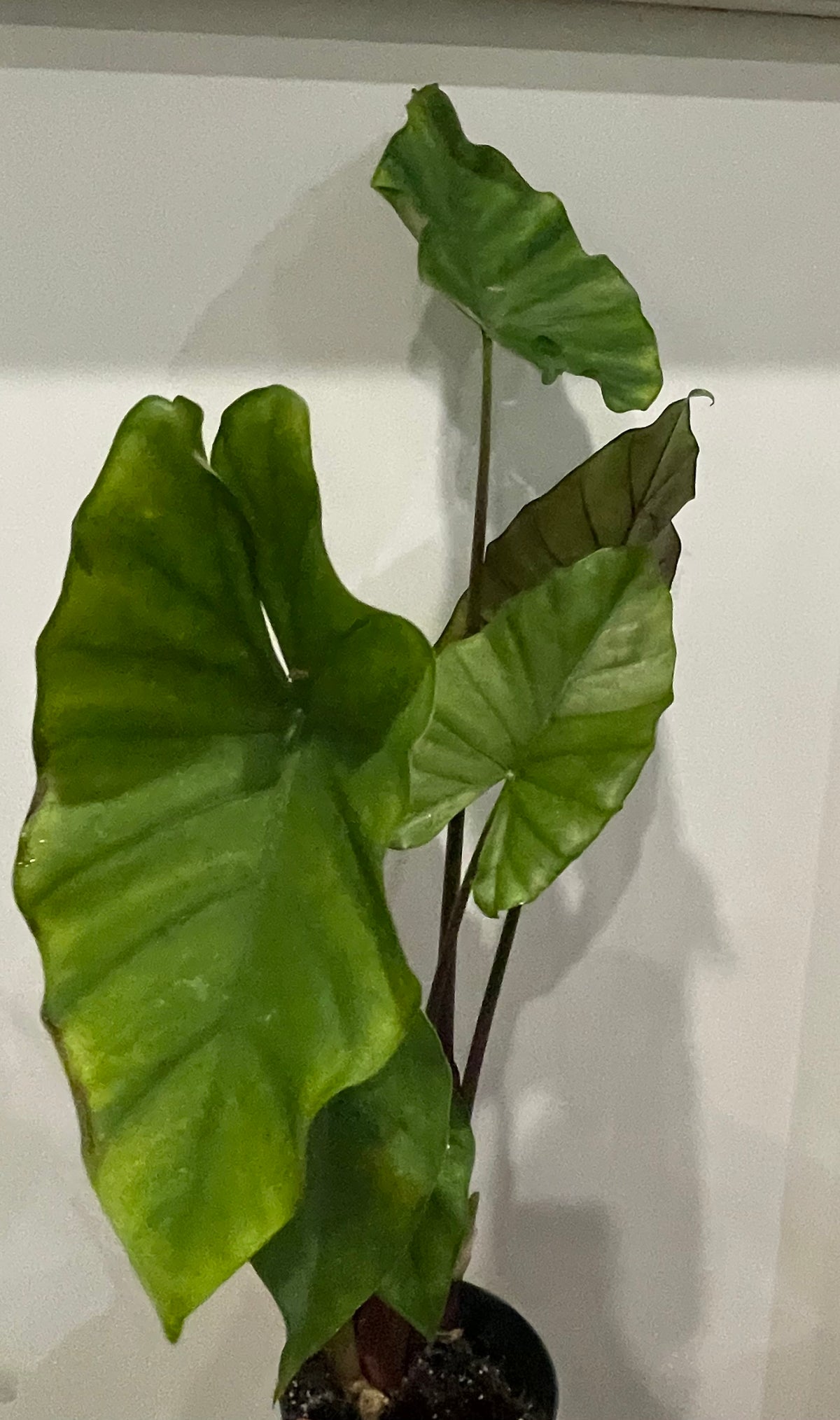 Alocasia Sumo