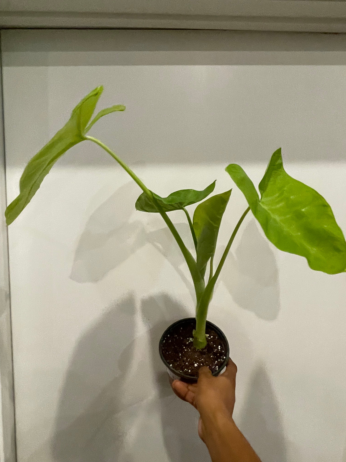 Xanthosoma Lemon Zinger