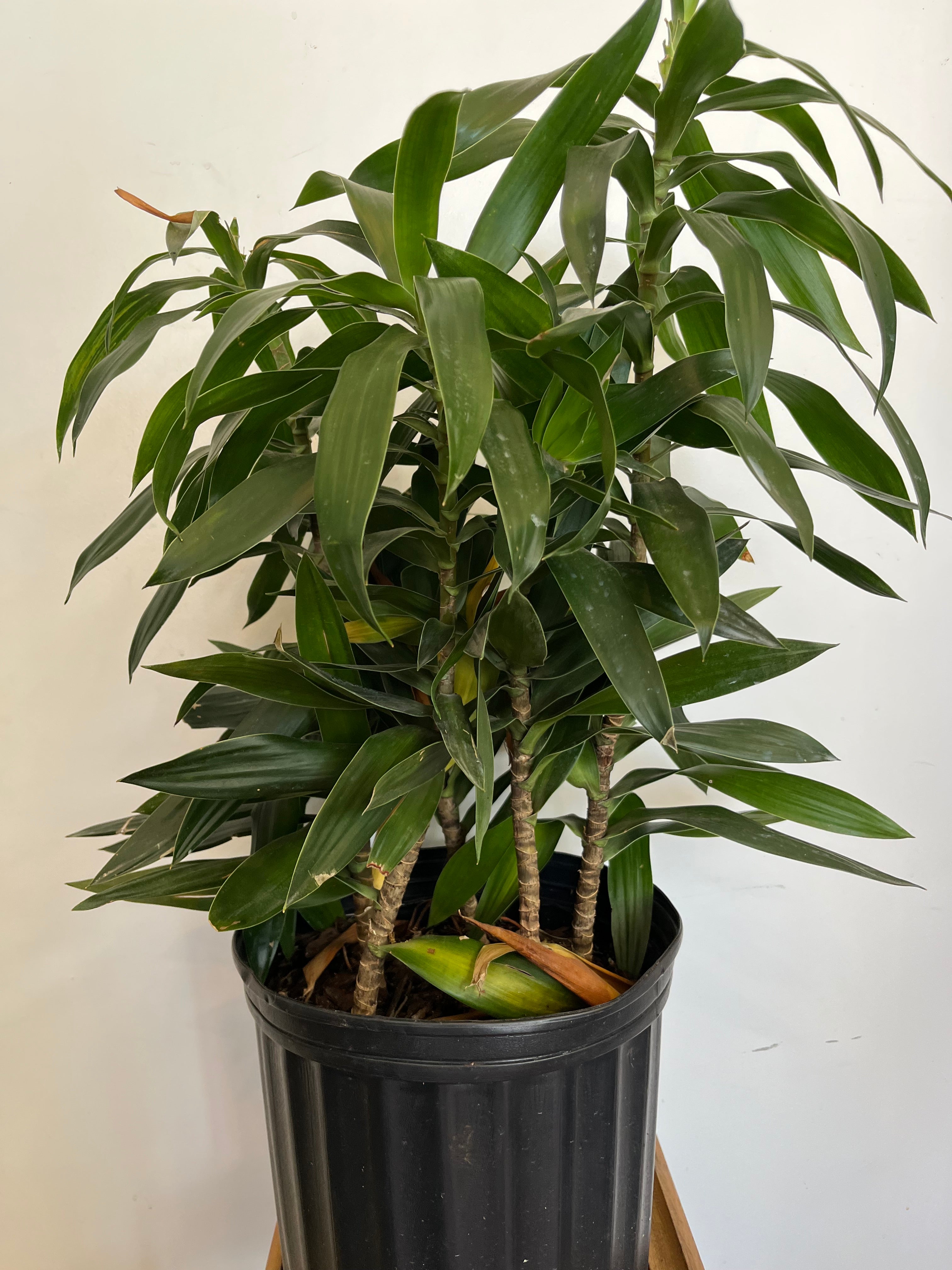 Dracaena Anita