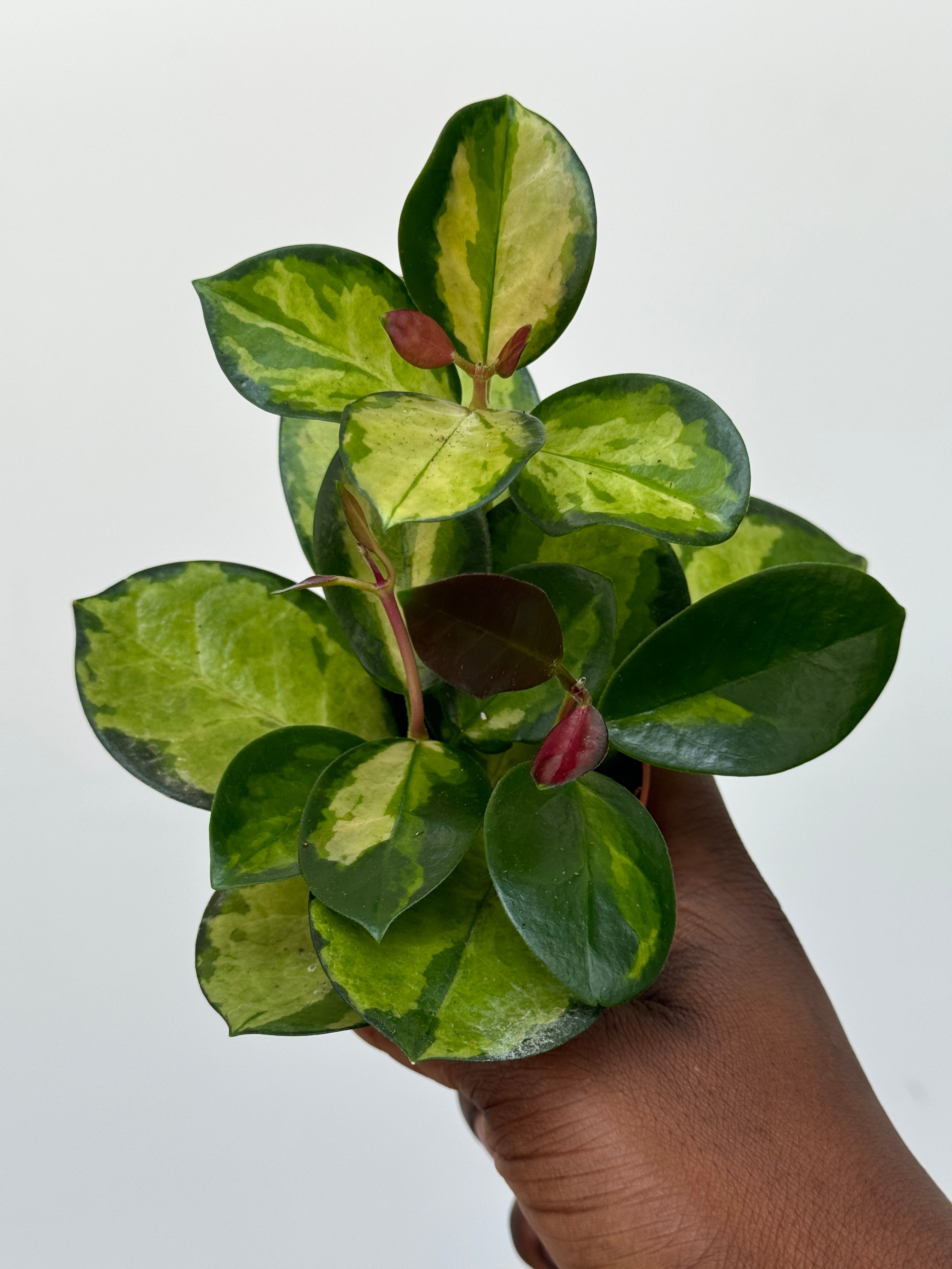 Hoya Australis Lisa