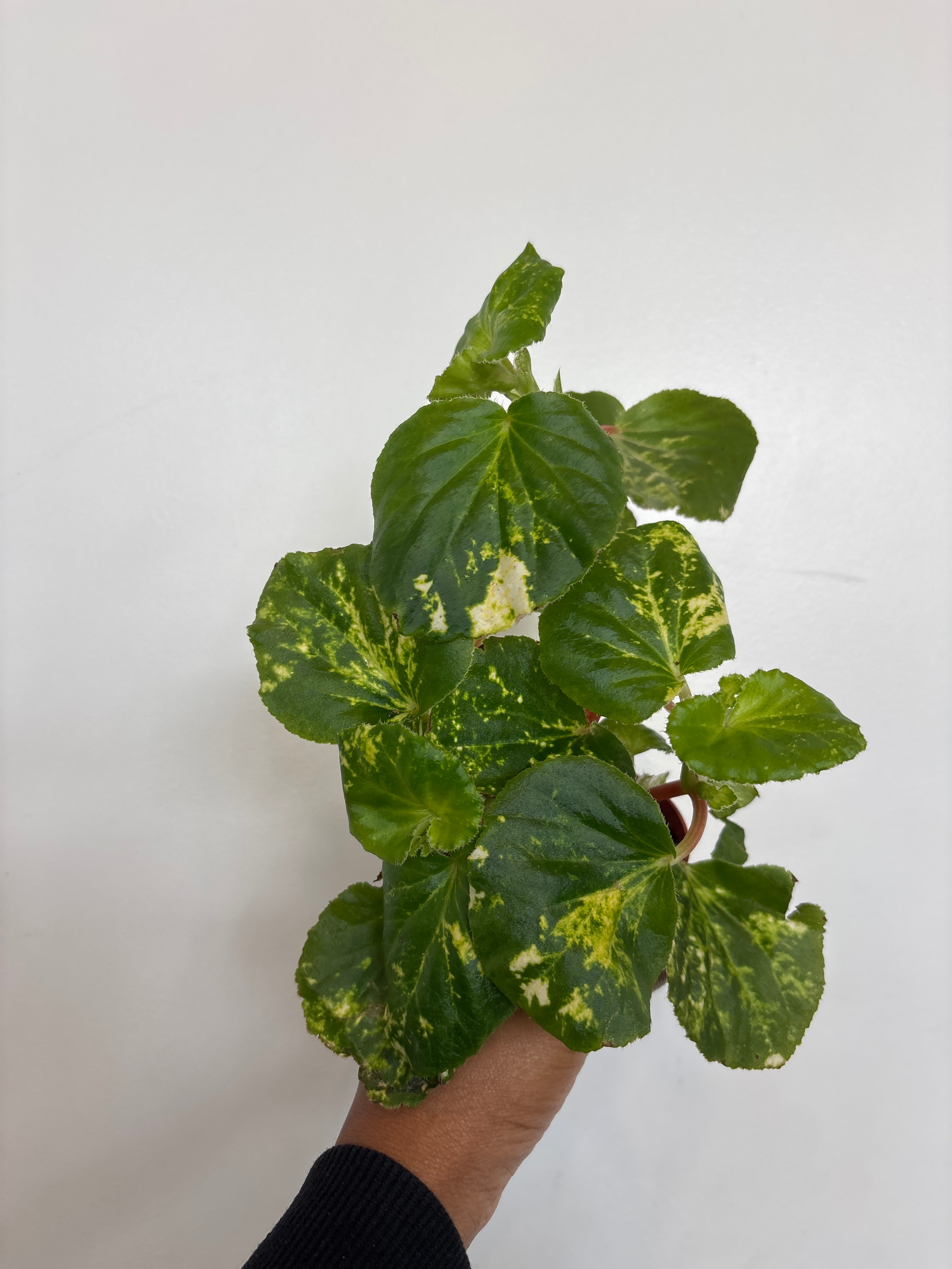 Begonia Charm Pink
