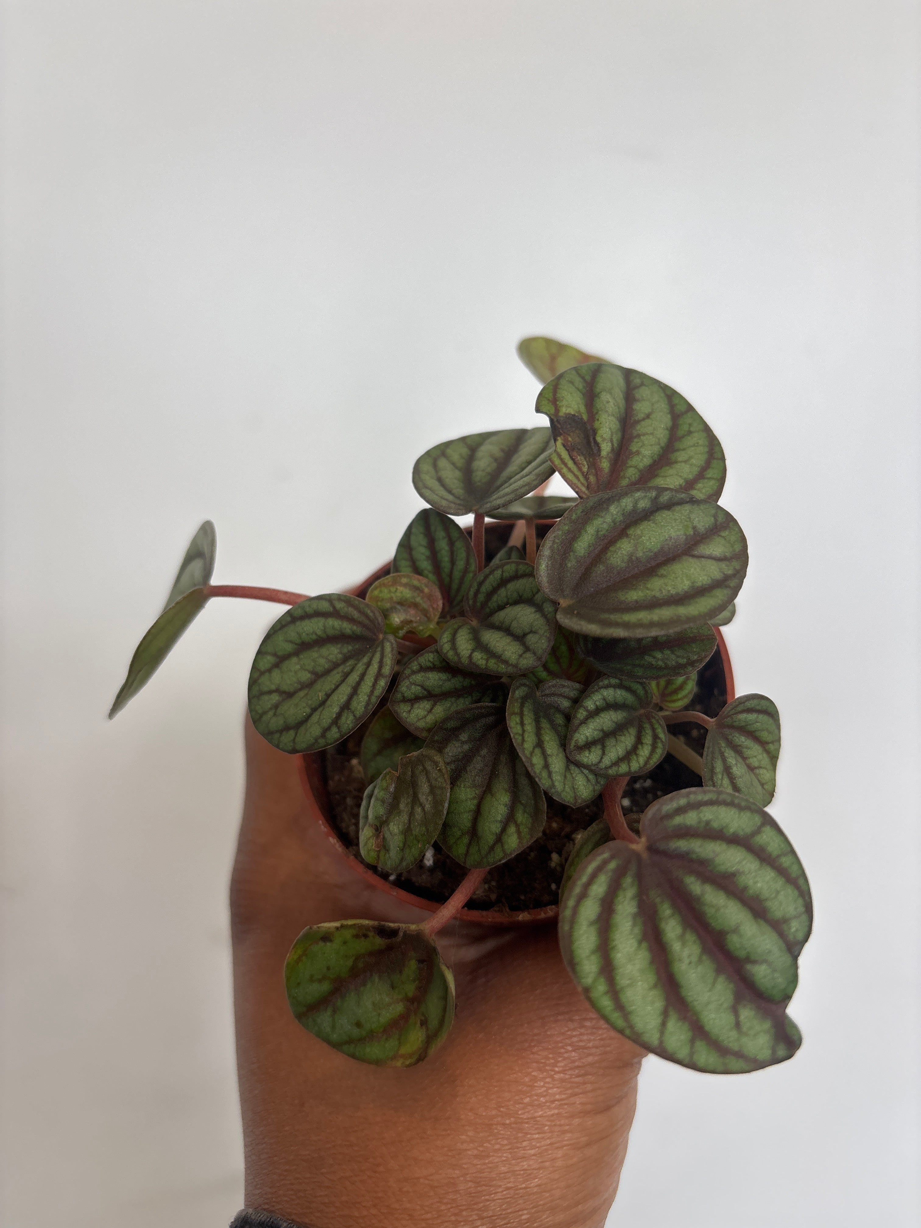 Peperomia Piccolo Banda