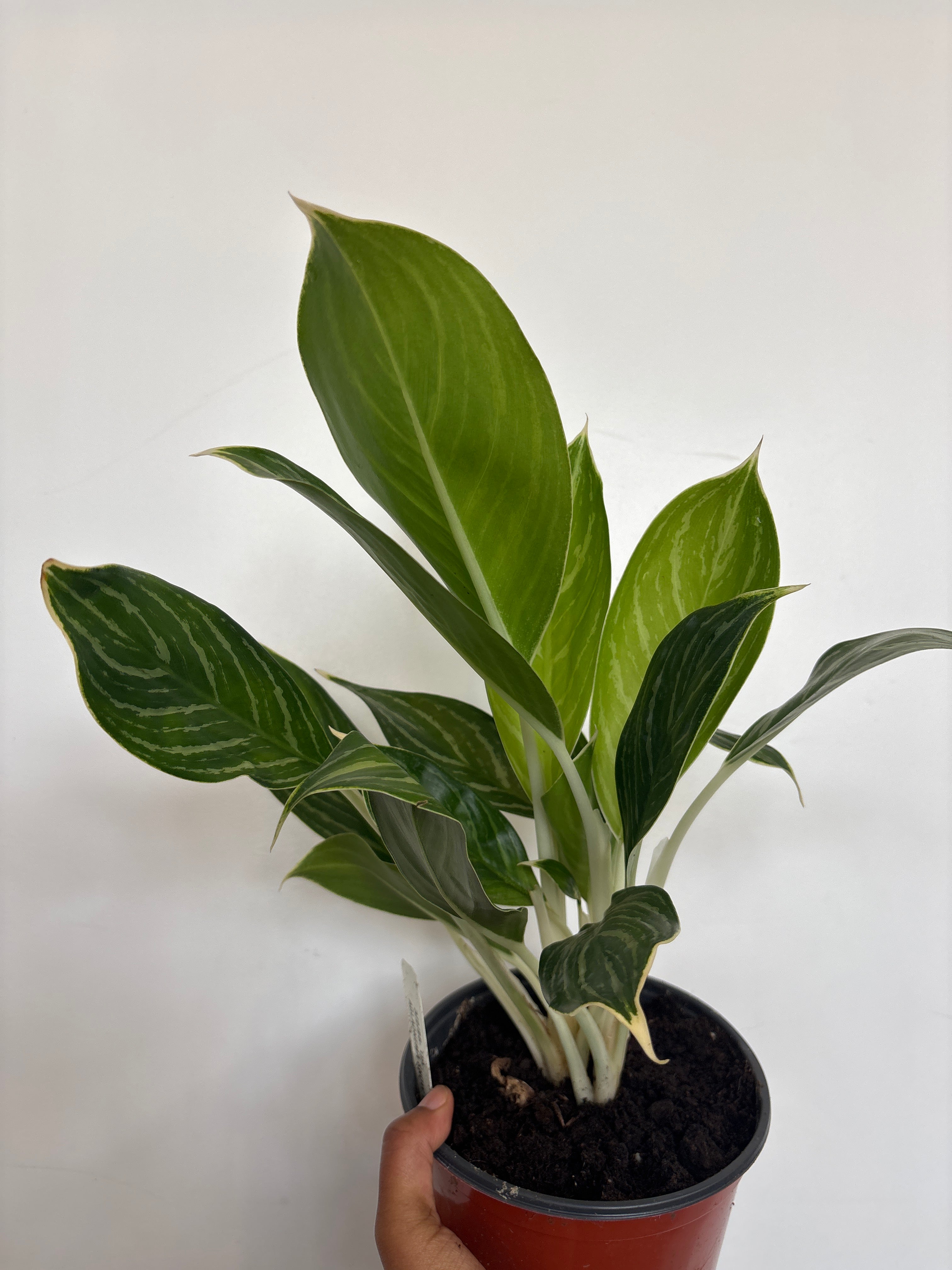Aglaonema Snow White