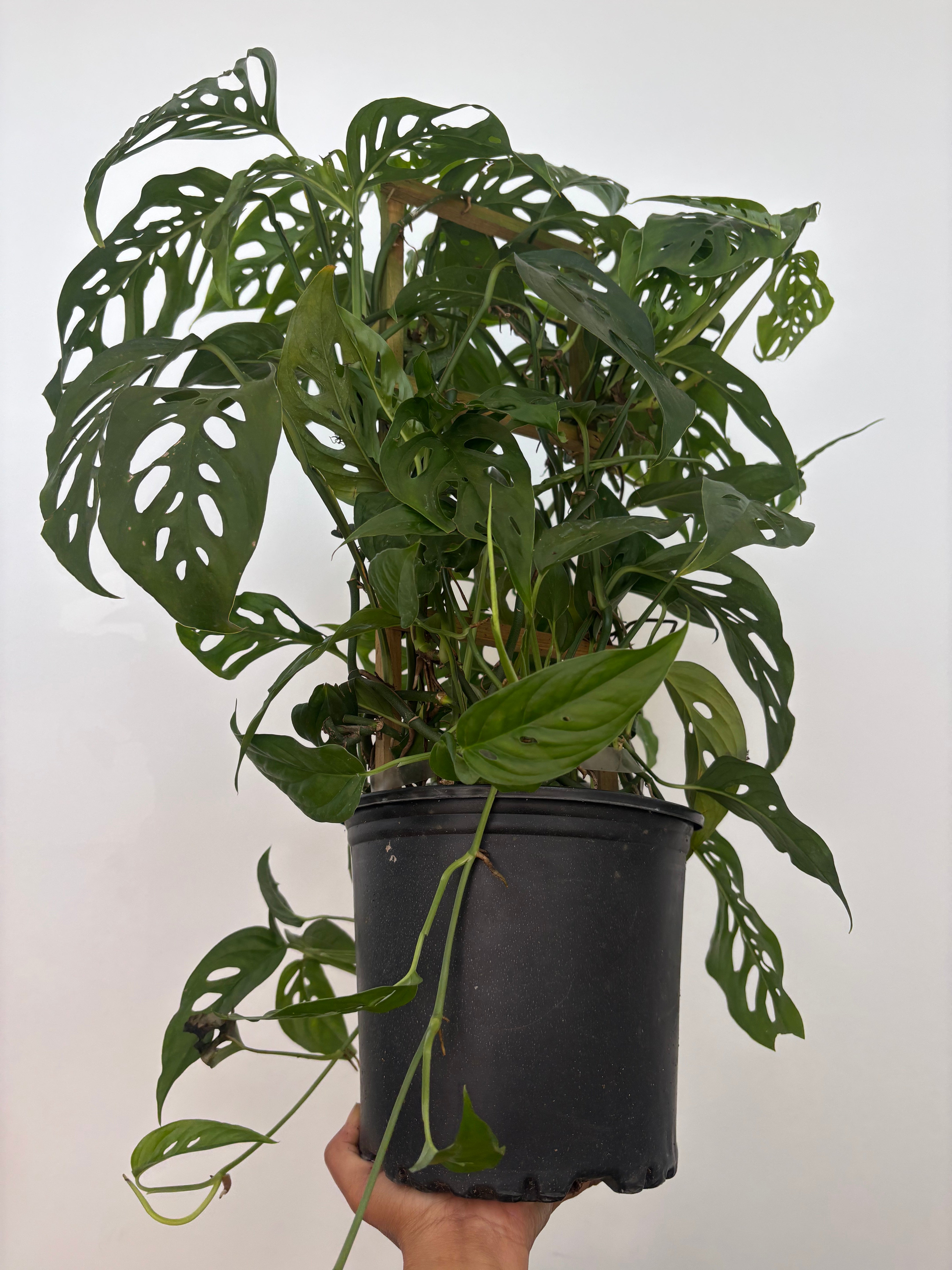 monstera obliqua vs swiss cheese plant Swiss Cheese Plant - Monstera adansonii