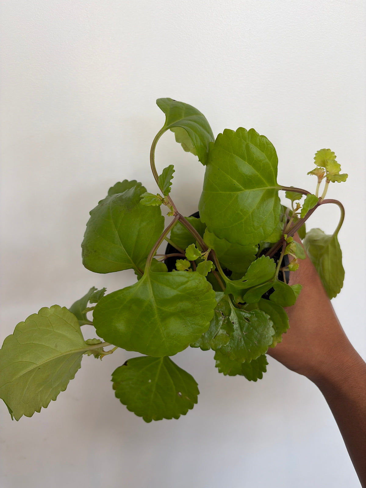 Swedish Ivy