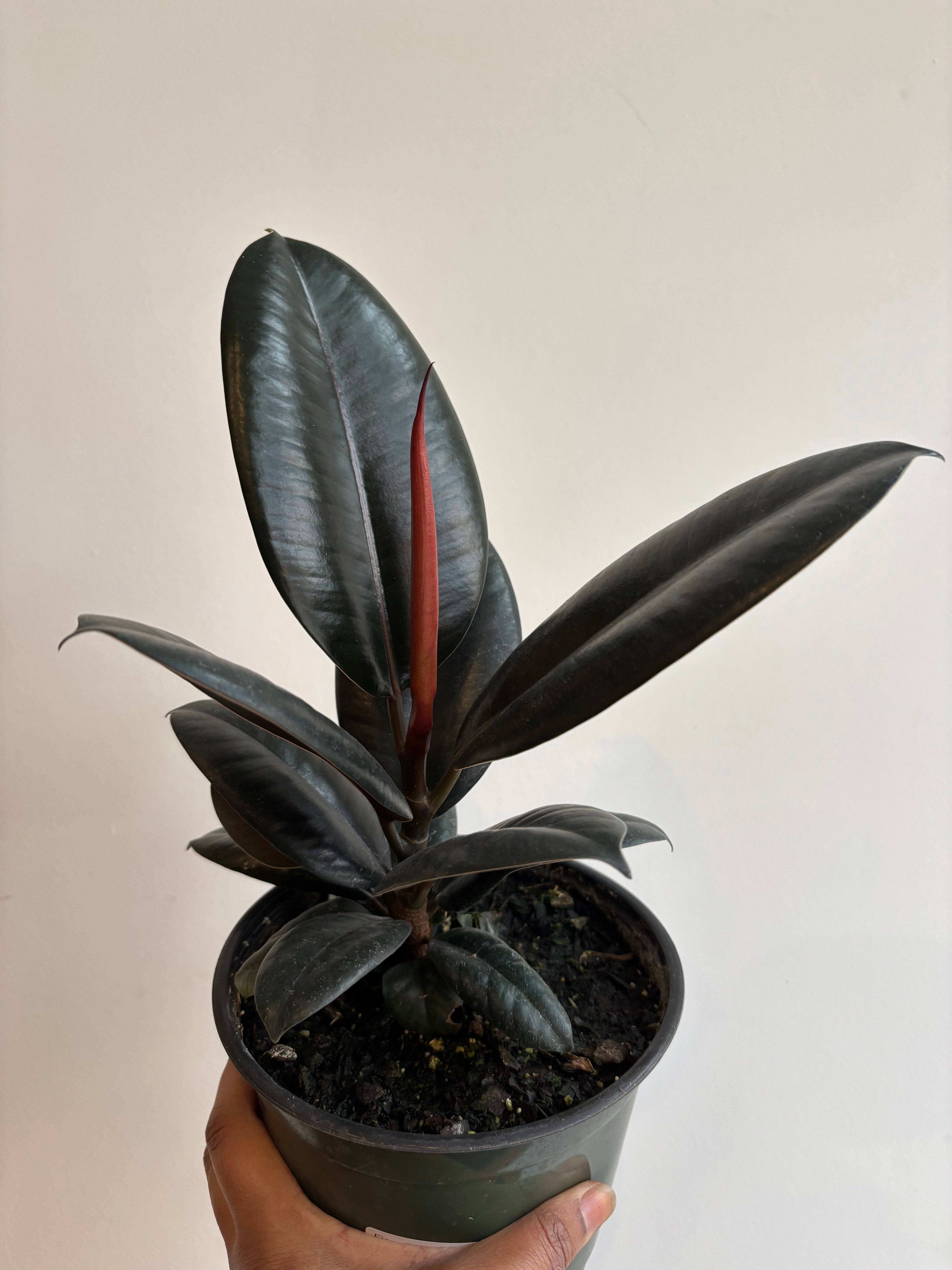 Ficus Elastica,Rubber Plant