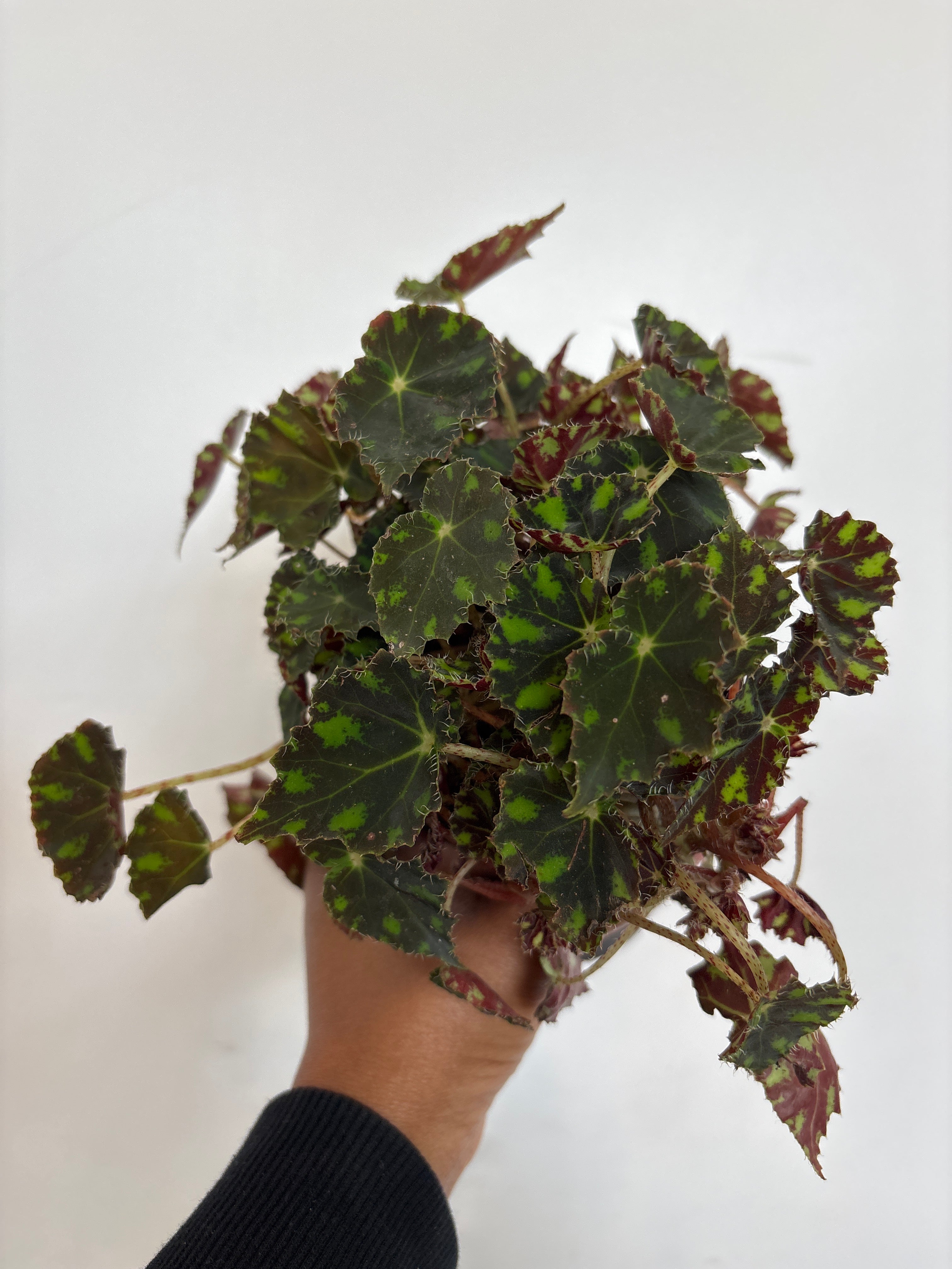 Begonia Little Darling