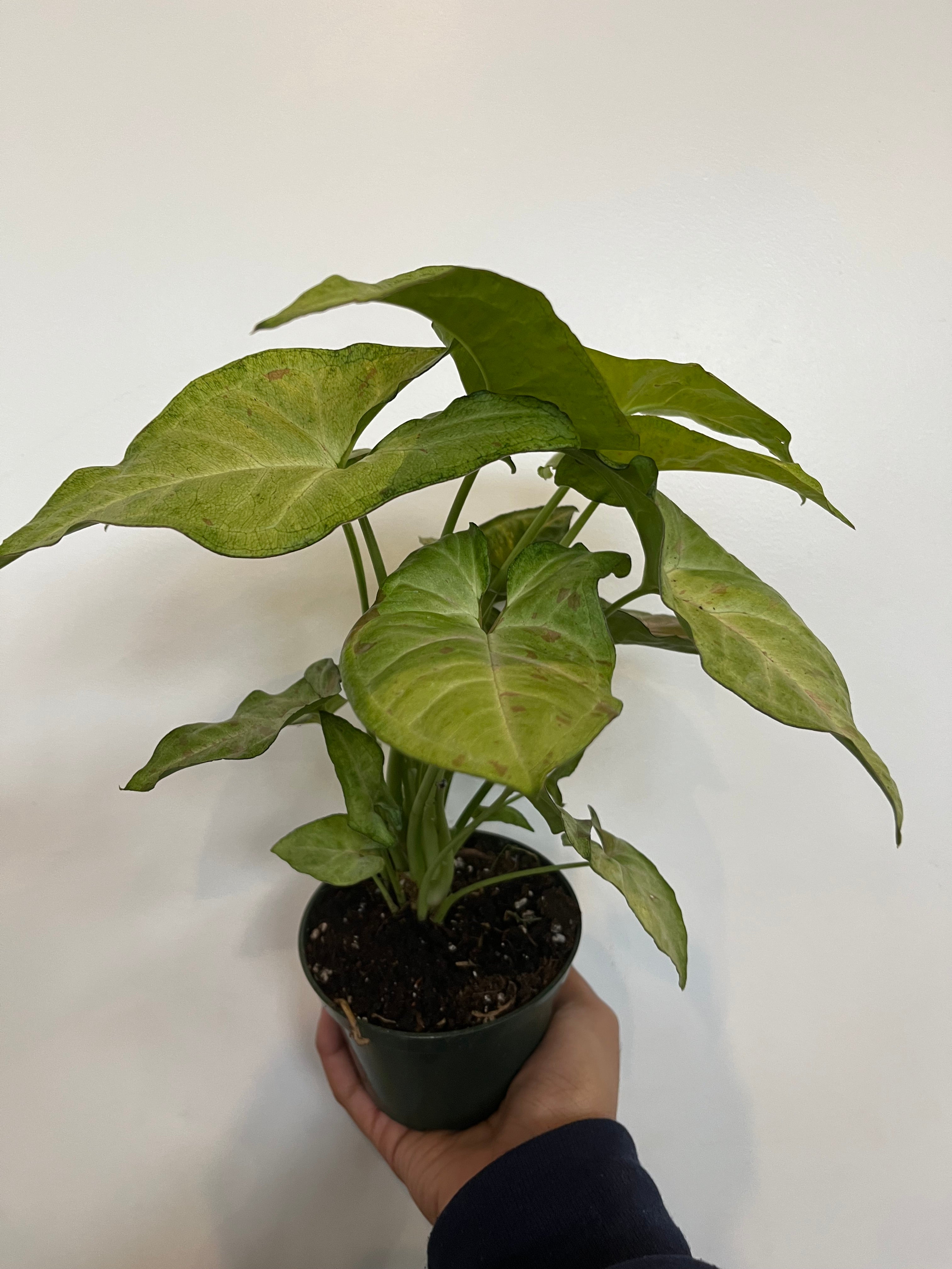 Confetti Syngonium