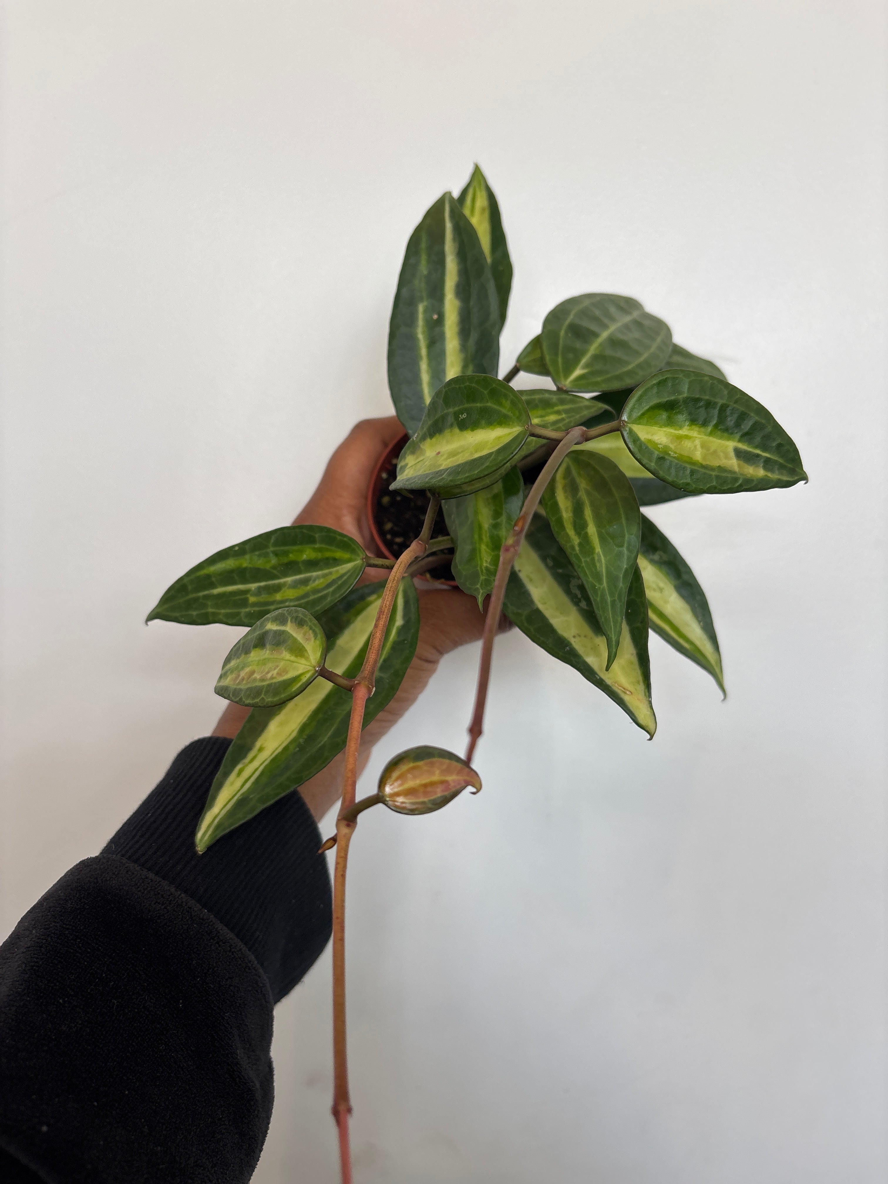 Hoya Macrophylla