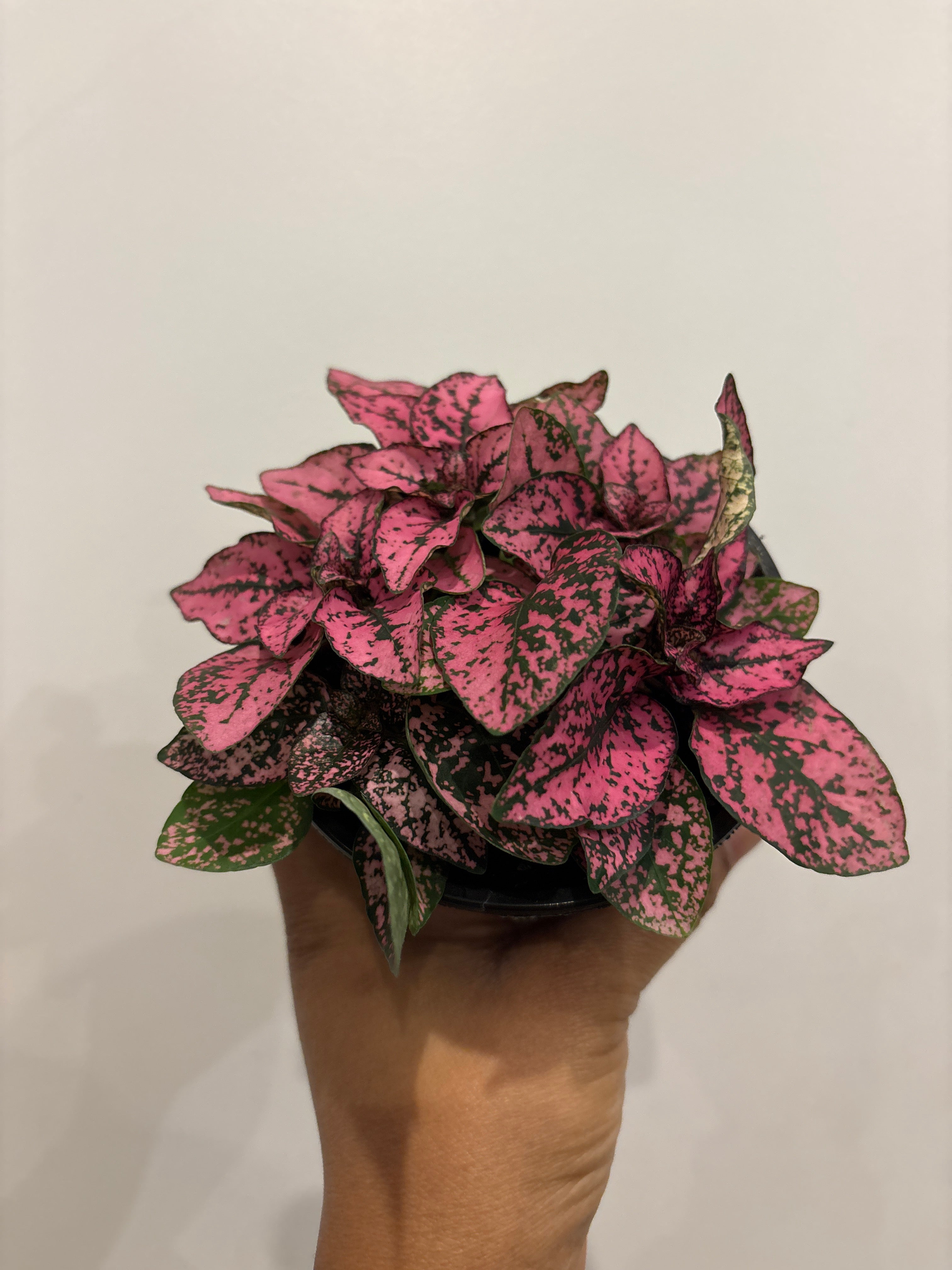 Polka Dot Plant, Hypoestes Phyllostachya