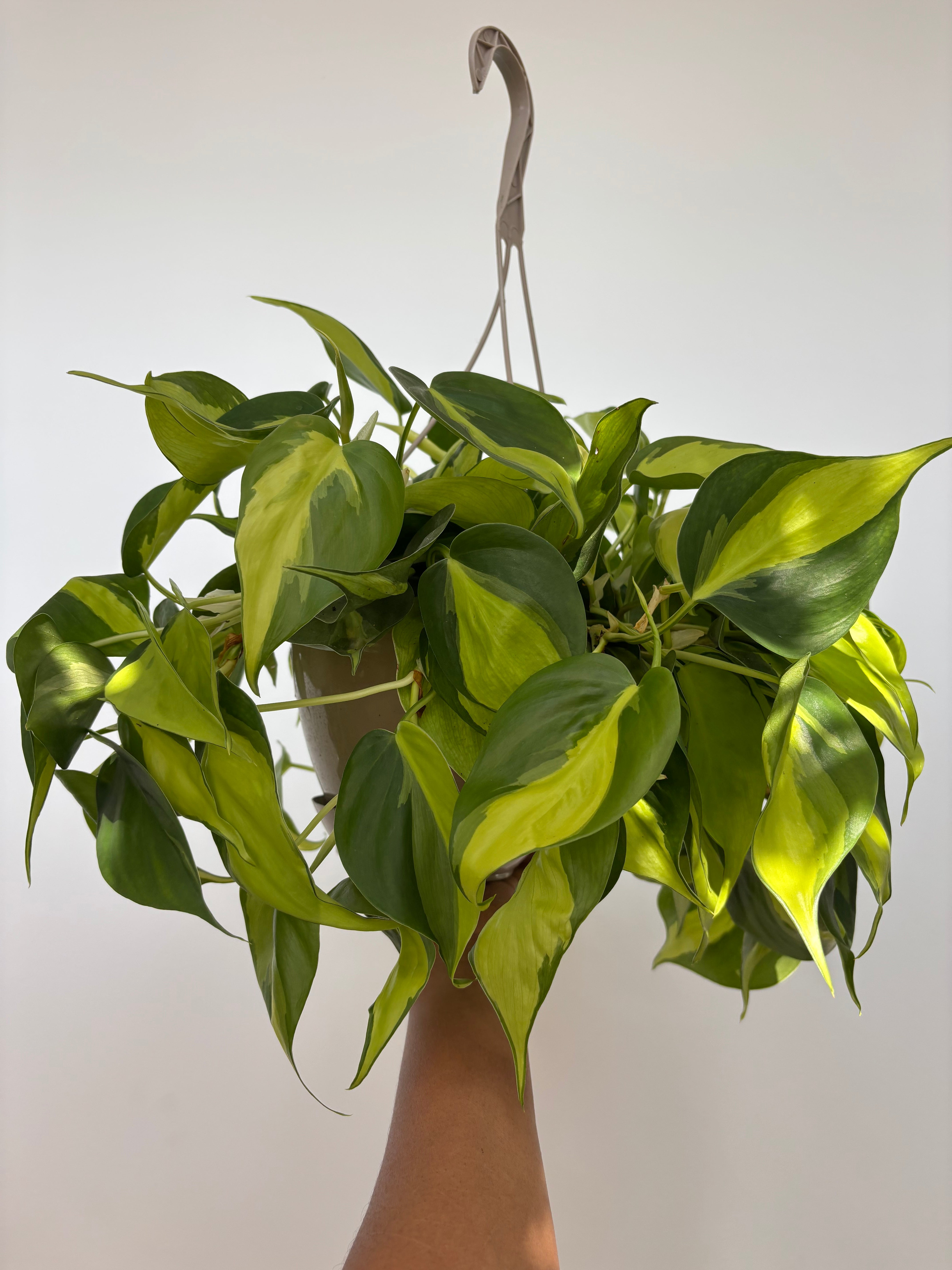 Philodendron Brasil