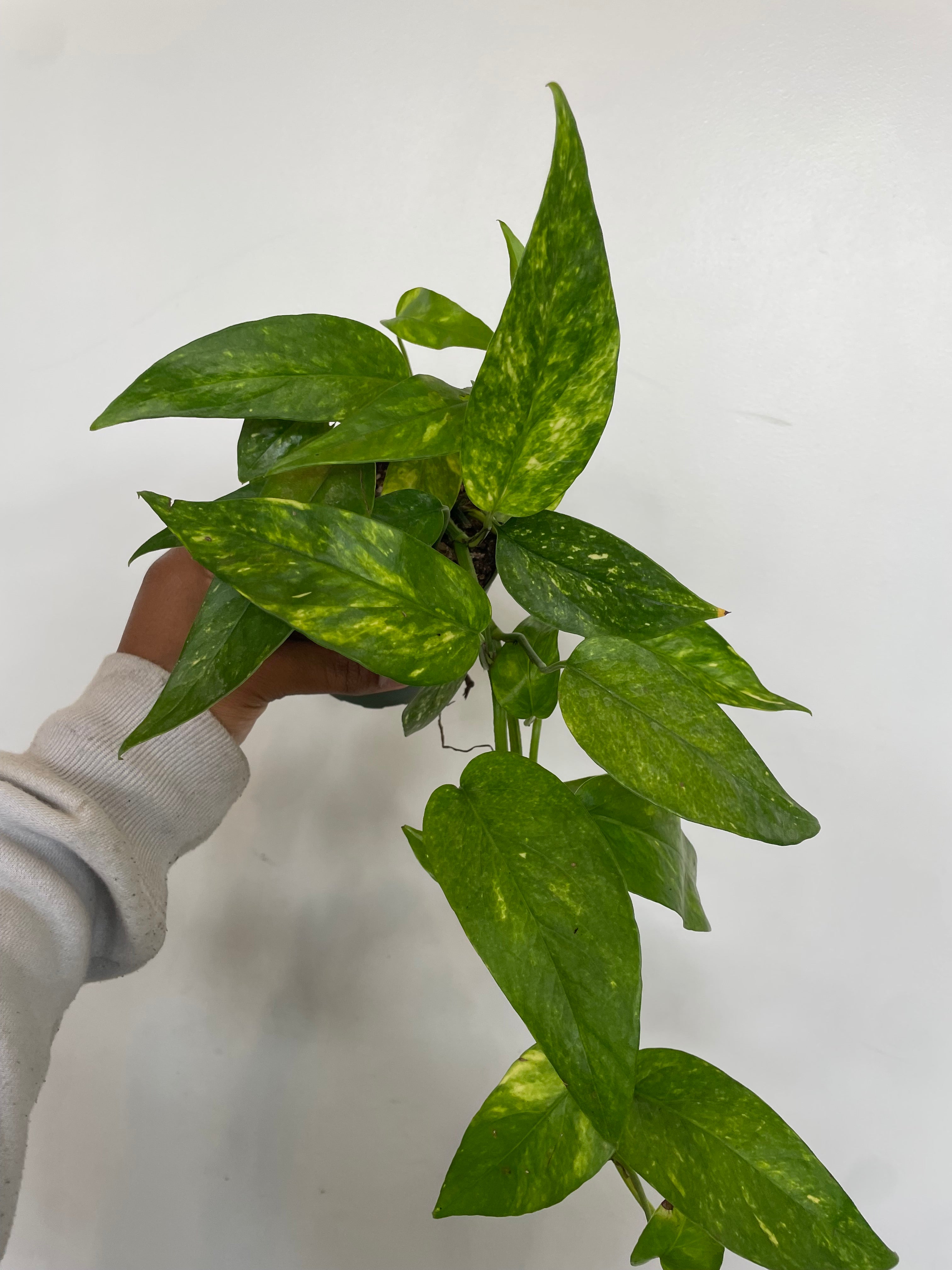 Epipremnum Pinnatum Neon