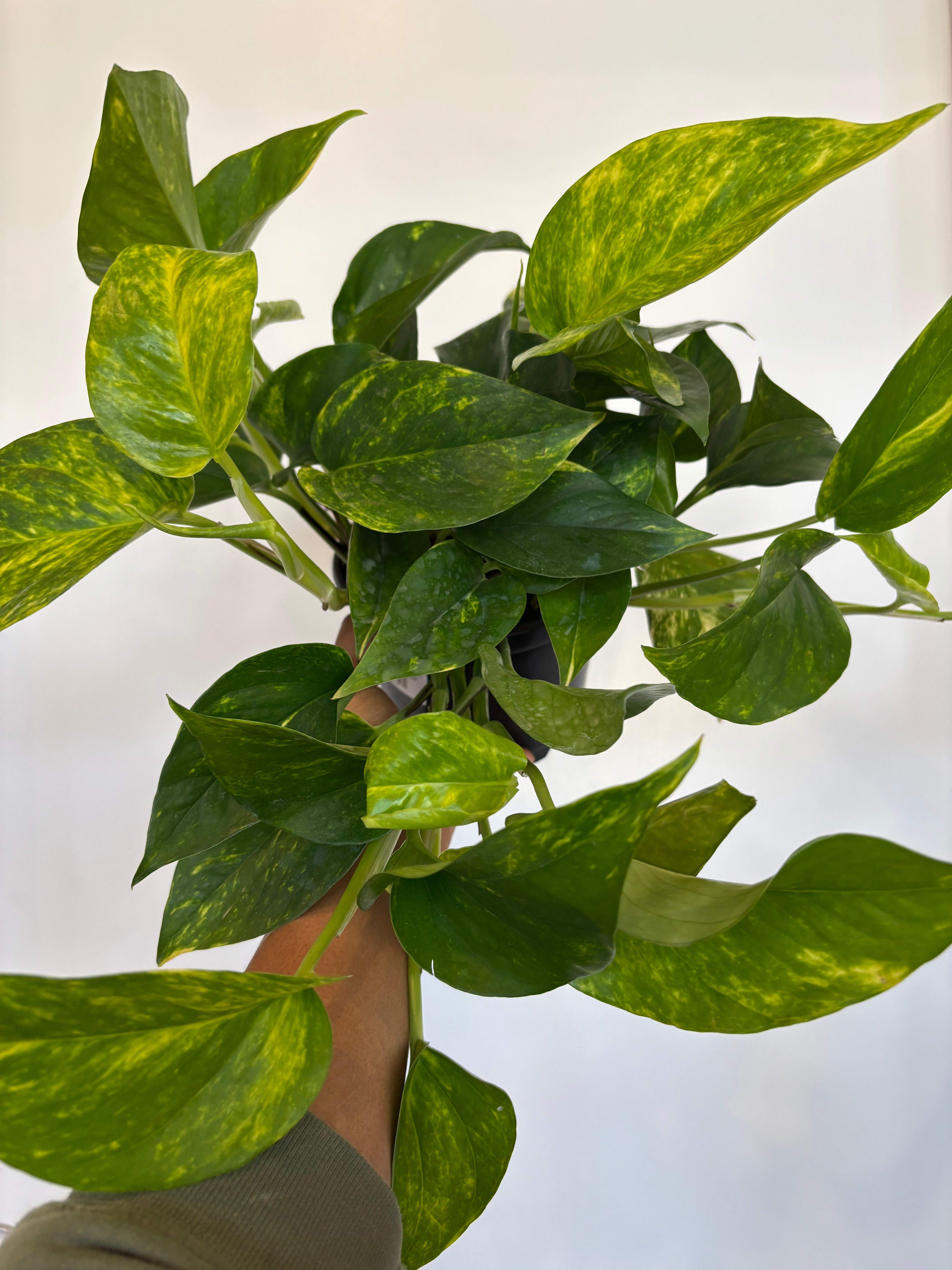 Golden Pothos Epipremnum Aureum