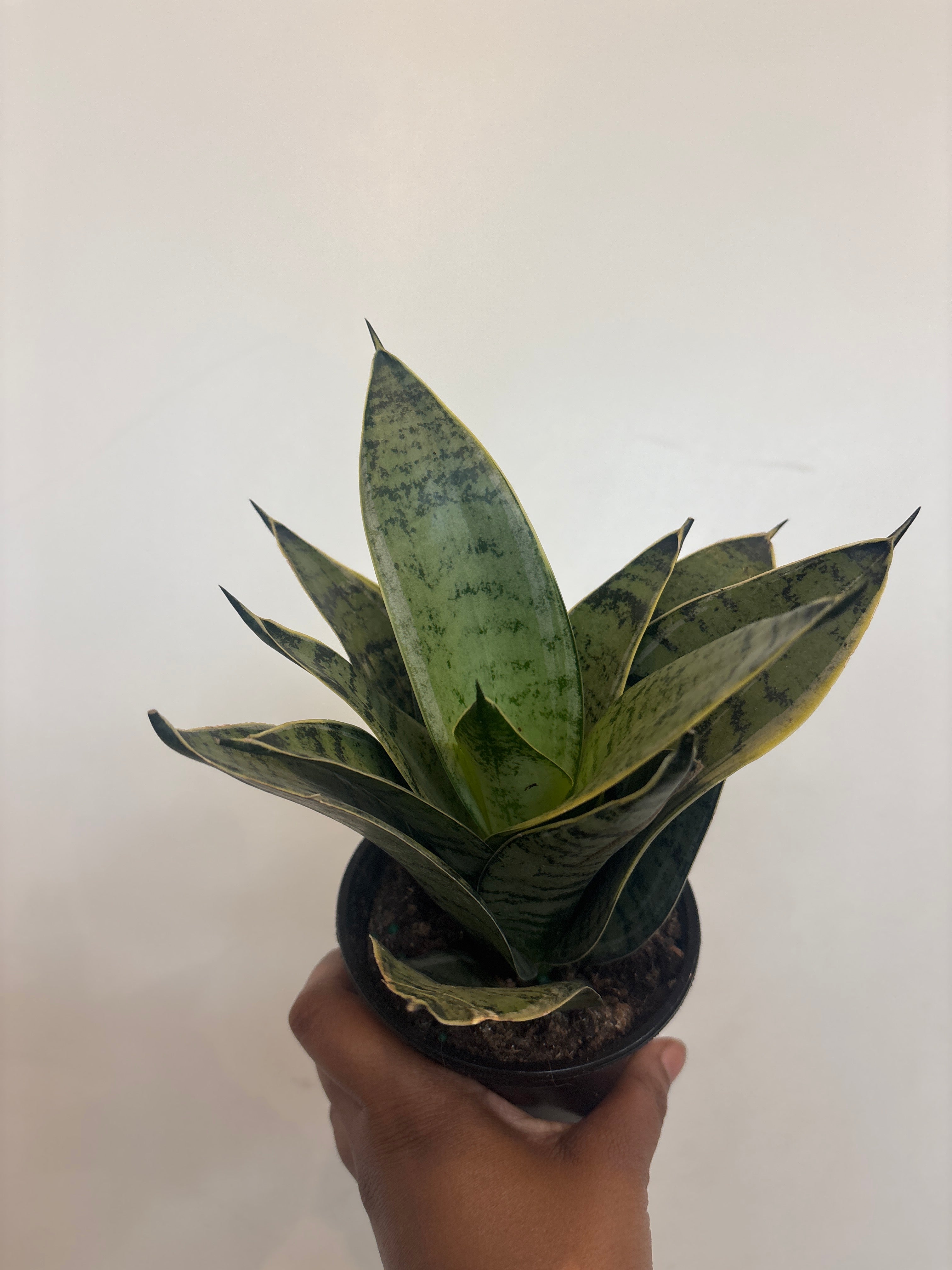 Sansevieria Silver Star